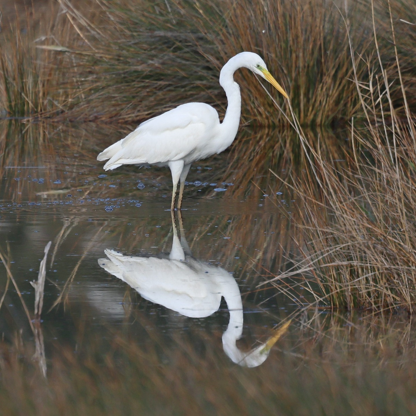 A great egret at Livadi.
#islandwildlife #kefaloniawildlife #kefaloniabirding #guidedwildlifewalks ##greategret