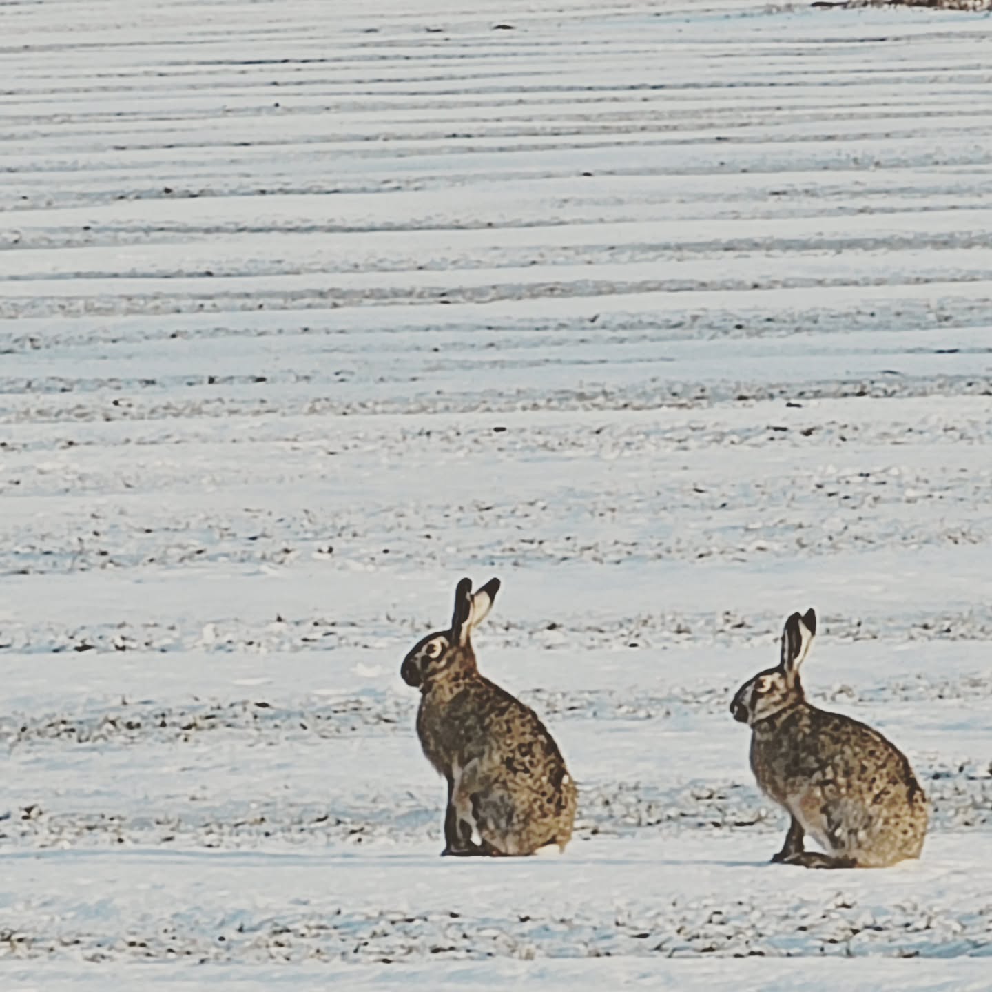 Wer mal wieder große Feldhasen beobachten möchte, ist bei uns im Haus im Felde auf Fehmarn genau richtig. Jetzt im Winter geht das umso leichter. Nicht selten sitzen sie auch bei uns im großen Garten und schauen neugierig, wer denn da kommt.
#Ferienwohnungen
#Ferienappartements
#urlaubammeer
#naturpur
#sonneninselfehmarn