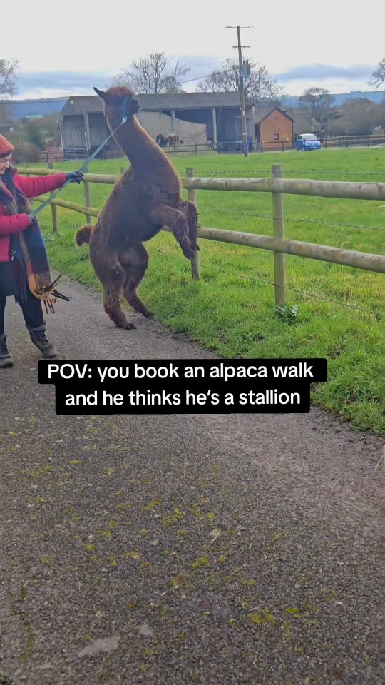 Hector you are not a horse 🦙
#AlpacaLife #FunnyAlpaca #HorseInDisguise
#WiltshireLife #AlpacaWalks