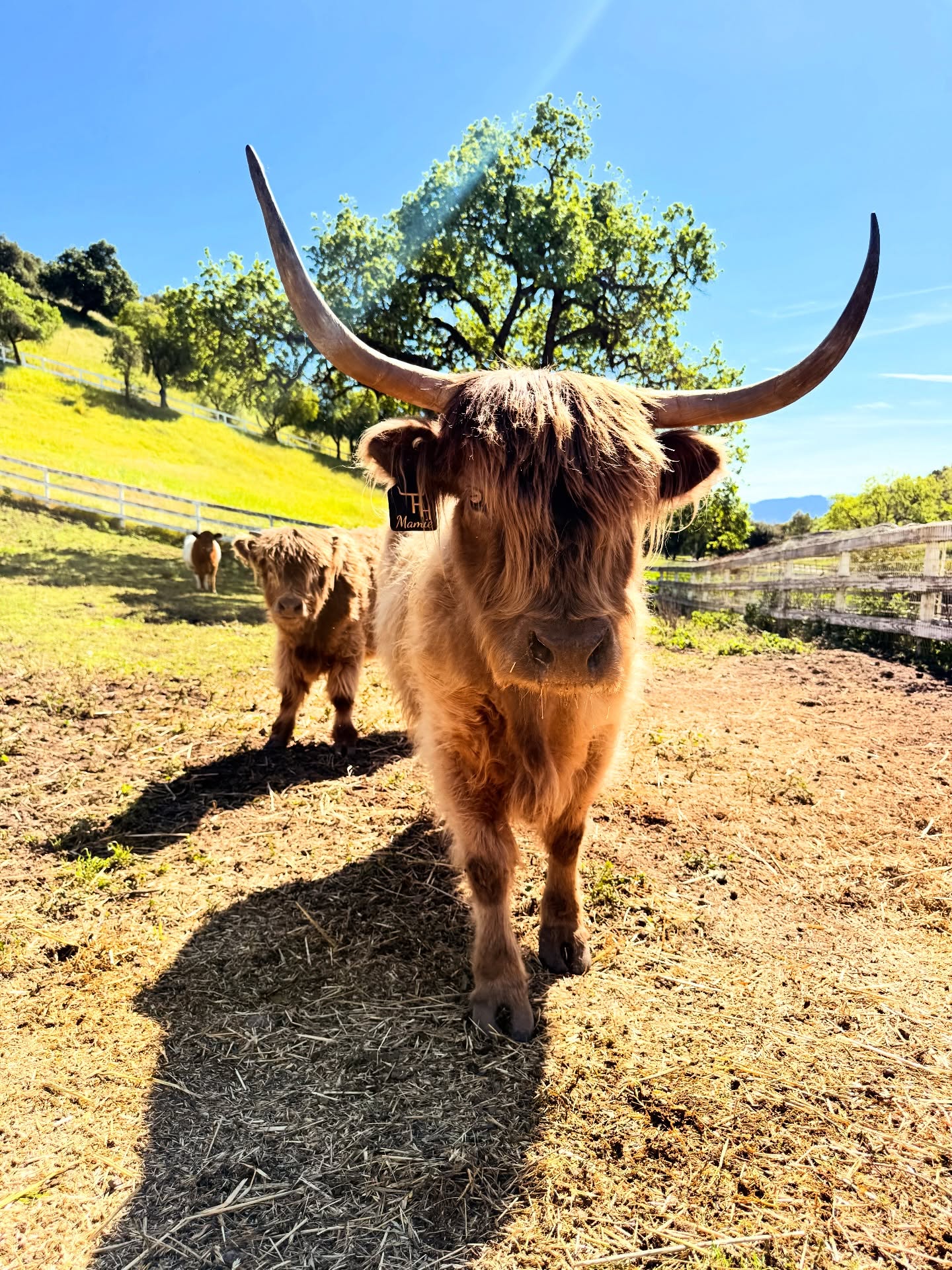 Mamie’s got horns for days! 😍