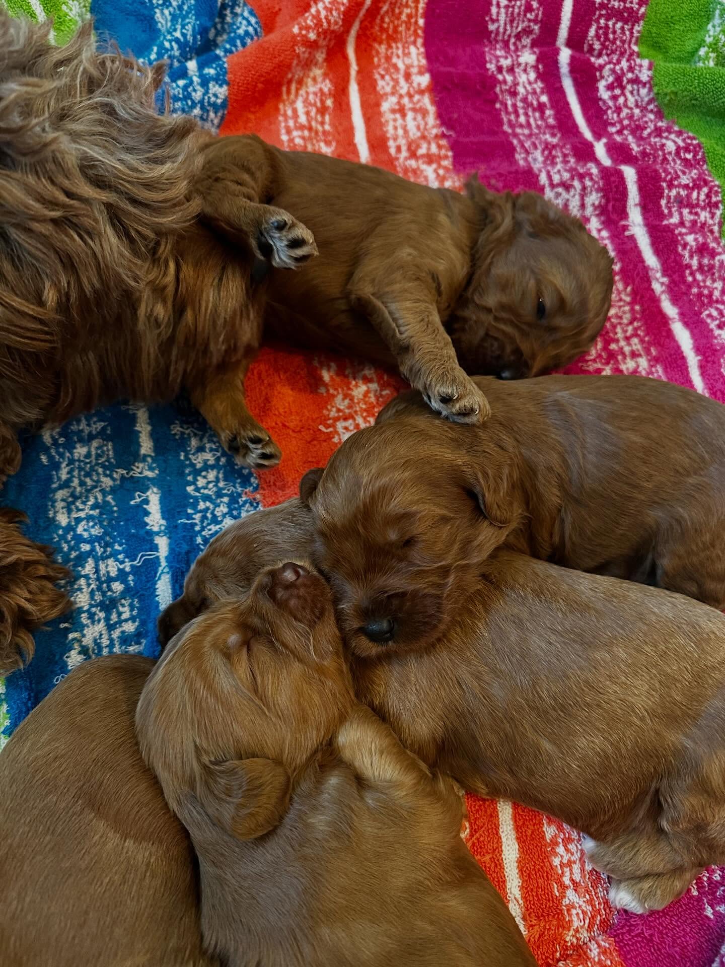 Brand new puppies have arrived to brighten our world! These puppies will go home in the spring 2026๐๐๐