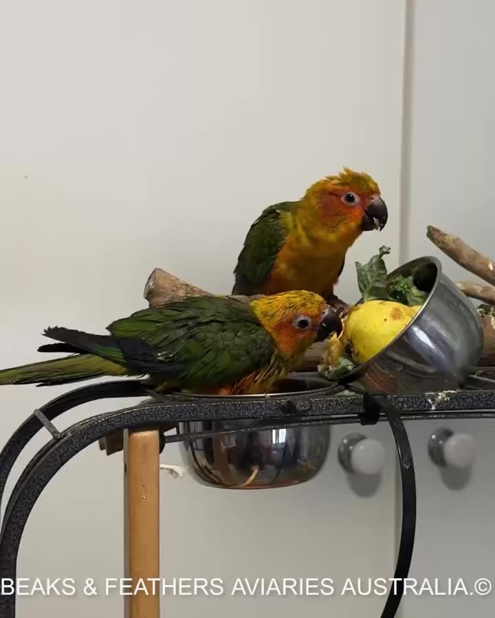 2 of our hand raised Sun Conures waiting for their new forever family to arrive, to take them back to there for ever home at Nelsons Bay 🥰 it is a bit of a sad time to see babies that you have raised from an egg or 10 days old leave 😔