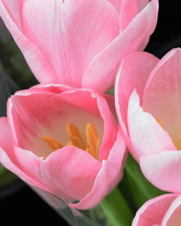 Many SMEs start the year with good intentions… then February hits and everything feels reactive again.
March is the perfect moment for a Spring Reset—refresh expectations, reconnect with your team, and tidy up the people basics. Small changes now prevent big problems later.
This is exactly the work we support at Ena HR. If you are ready for help with a Spring reset, get in touch at hello@ena-hr.co.uk
#peoplestrategy #hrtips #humanresources #northamptonbusiness #springreset