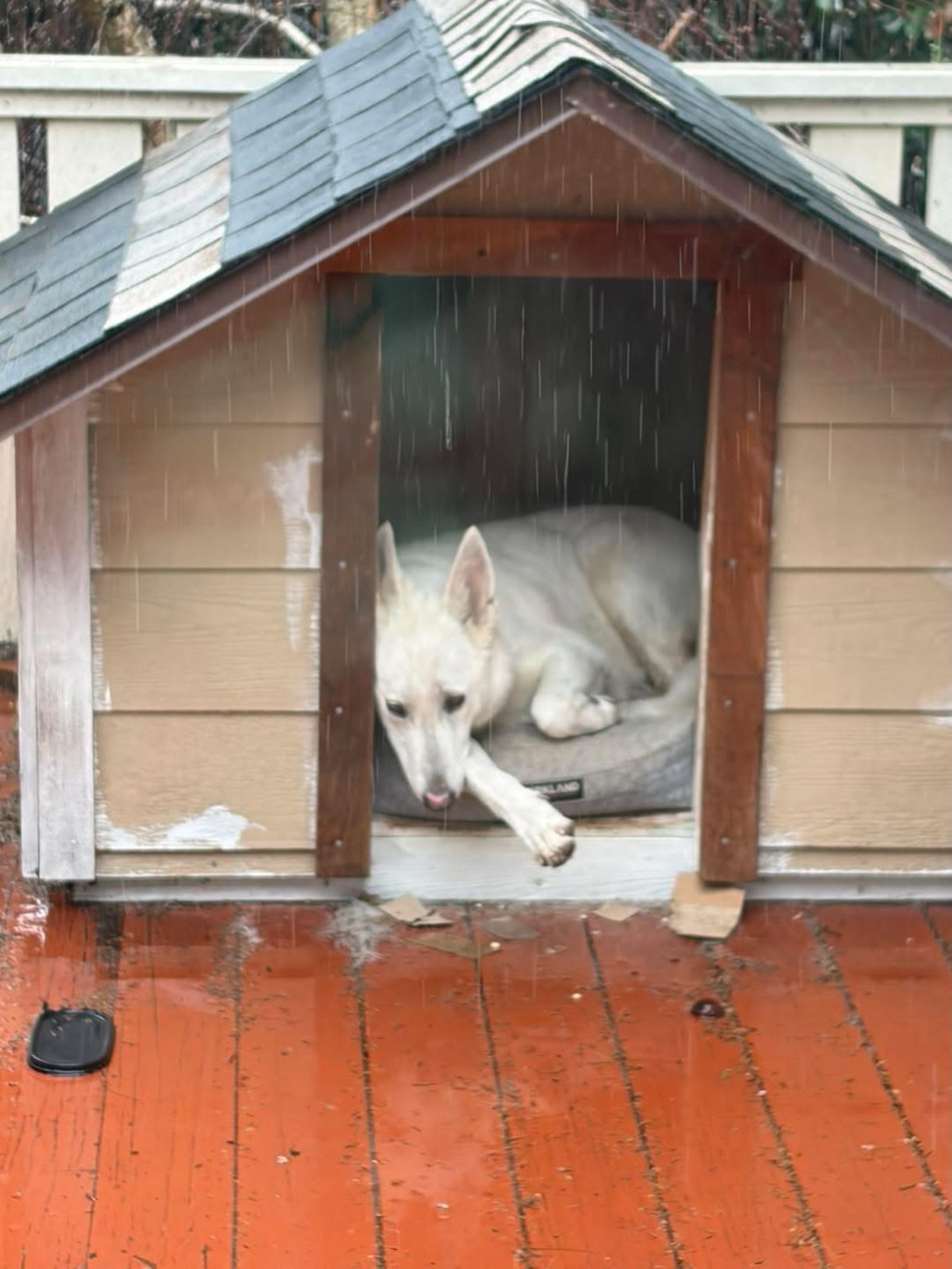 Poor Lucy has missed you all during this rainy, u-pick-free week 🥺
She’s been holding down the fort and waiting for her friends to come back.
We can’t wait to see you this weekend!
🫐 Saturday: 9am–4pm
🫐 Sunday: 11am–4pm
Ventura County blueberry u-pick, Camarillo u-pick farm, family activities in Ventura County, things to do in Camarillo this weekend, pick your own blueberries, outdoor kids activities near me, Moorpark family fun, local farms in Ventura County, fresh blueberries California, weekend activities near Los Angeles, Santa Barbara family day trips