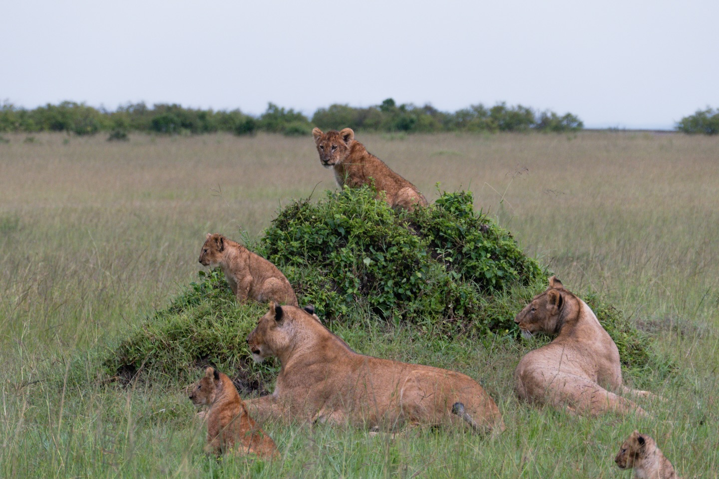 I just went through my photos from the Maasai Mara and found this special moment from January 2024, when I stayed 10 nights at @olimbamaracamp
We were already driving to the gate, thinking our full game drive day was over.
And then suddenly — a big lion pride right in front of us. Cubs playing, lionesses relaxing in the grass.
It was that sighting where elephants actually chased them away, and the pride had to move on and find another spot to settle. Nature in real time.
This was my very last sighting of the entire stay.
Such a perfect goodbye. 🦁
Can’t wait to be back in the bush in April!
#maasaimara #Kenya #safarilife #africansafariconservation #wildlifephotography