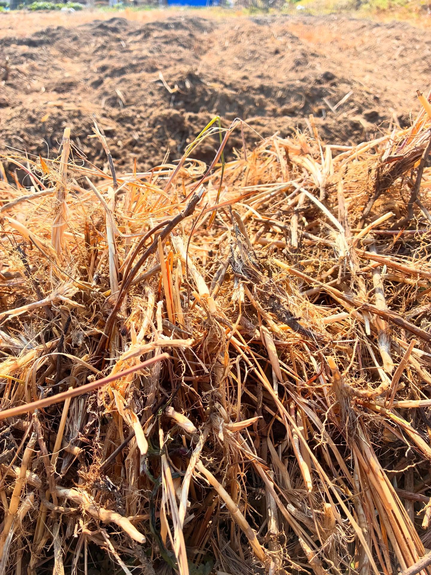 *
#茅
茅の力強さに
根負けしていたここ数年
昨年は馬鈴薯畑にしてみたら
茅が貫通して売り物にならず。泣
生かす方法、楽な方法
どうしようかと考えてみるものの
名案まったく浮かばず
その勢いはどんどん広がっていくばかり
いい加減向き合わないといかんので
今年はちゃんとやろう
耕運してオールハンド除去一回目
この繰り返しを地味に続けて
大豆作付けをなんとか目標とする👊
#自然栽培