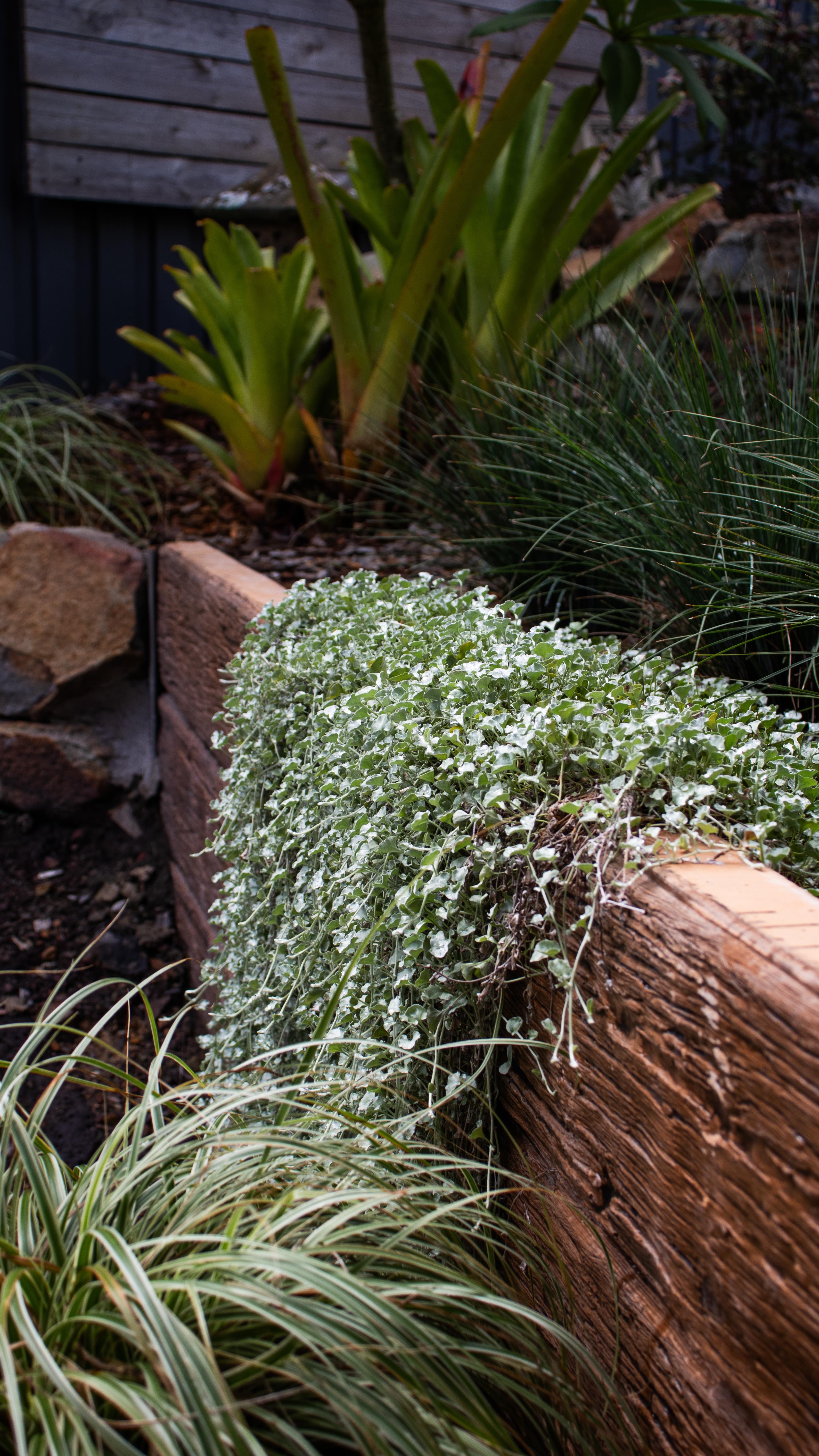 Featuring native Australian plants, natural stone steps and a dedicated fire pit space, this transformation was designed to feel grounded, calm, and connected to its surroundings.
Layered textures and natural materials create a tranquil retreat; a space to gather, unwind and enjoy year-round.
A timeless outdoor setting, built to last.
#MVL #australiannatives #naturalstone
