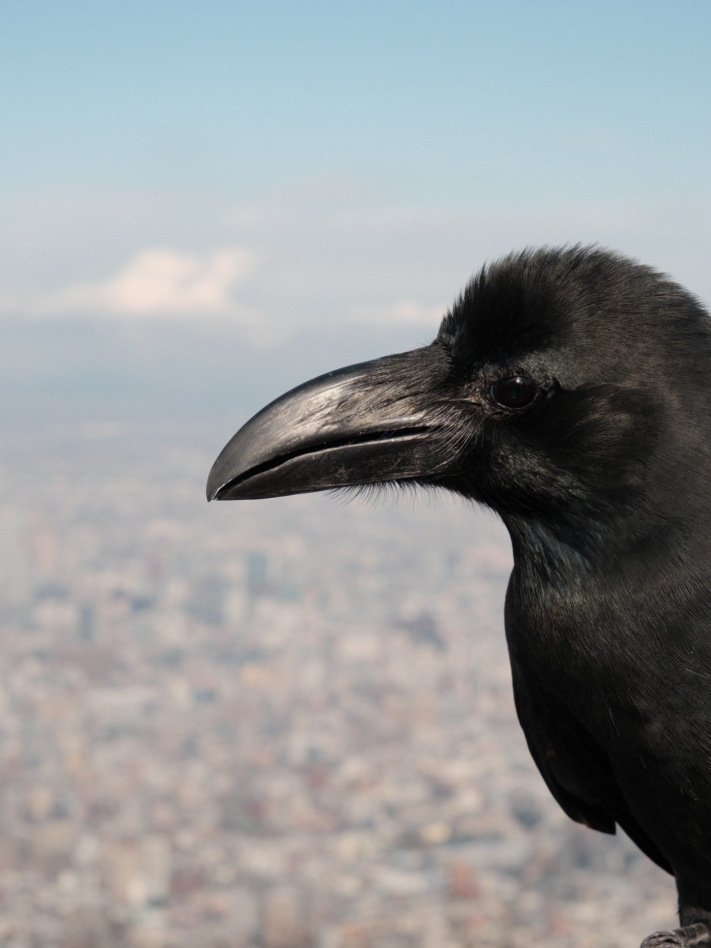 hi japan. imy 🥲
#sapporo #hokkaido #japan #totoro #studioghibli