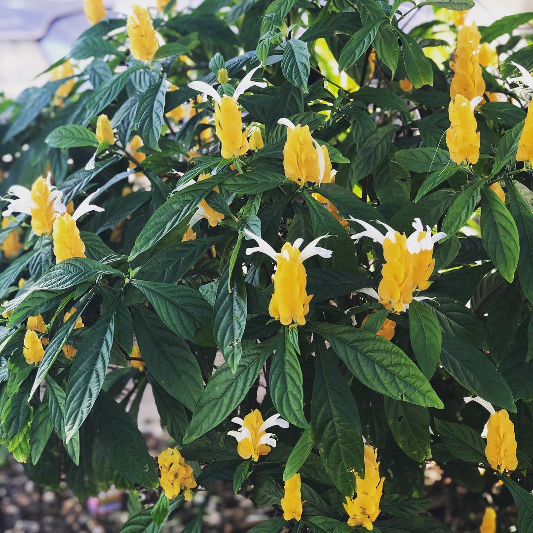 We have many tropicals we are growing for the coming spring. If you plan on renovating your landscape in the spring time call us today! 407-409-4108 #floridaliving #tropicals #landscape