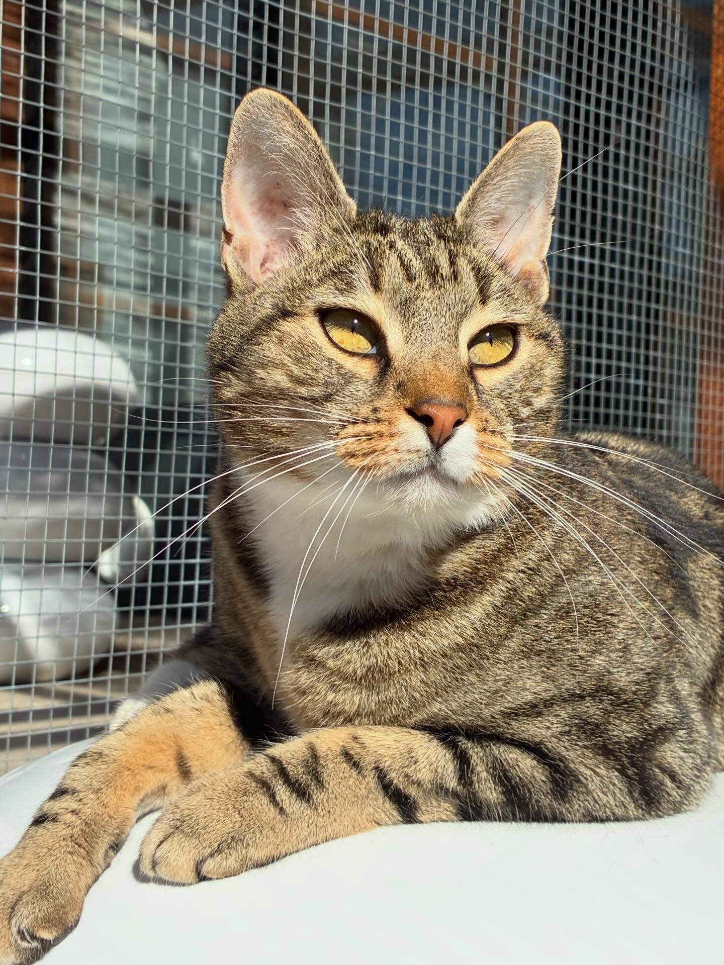 La première semaine des vacances se termine sous le soleil, alors nous on en profite !
Minnie, Twix, Velvet, Grisette, Billie, April et Néo
#pensionpourchats #hotelpourchats #cat #cats_of_instagram #vacances