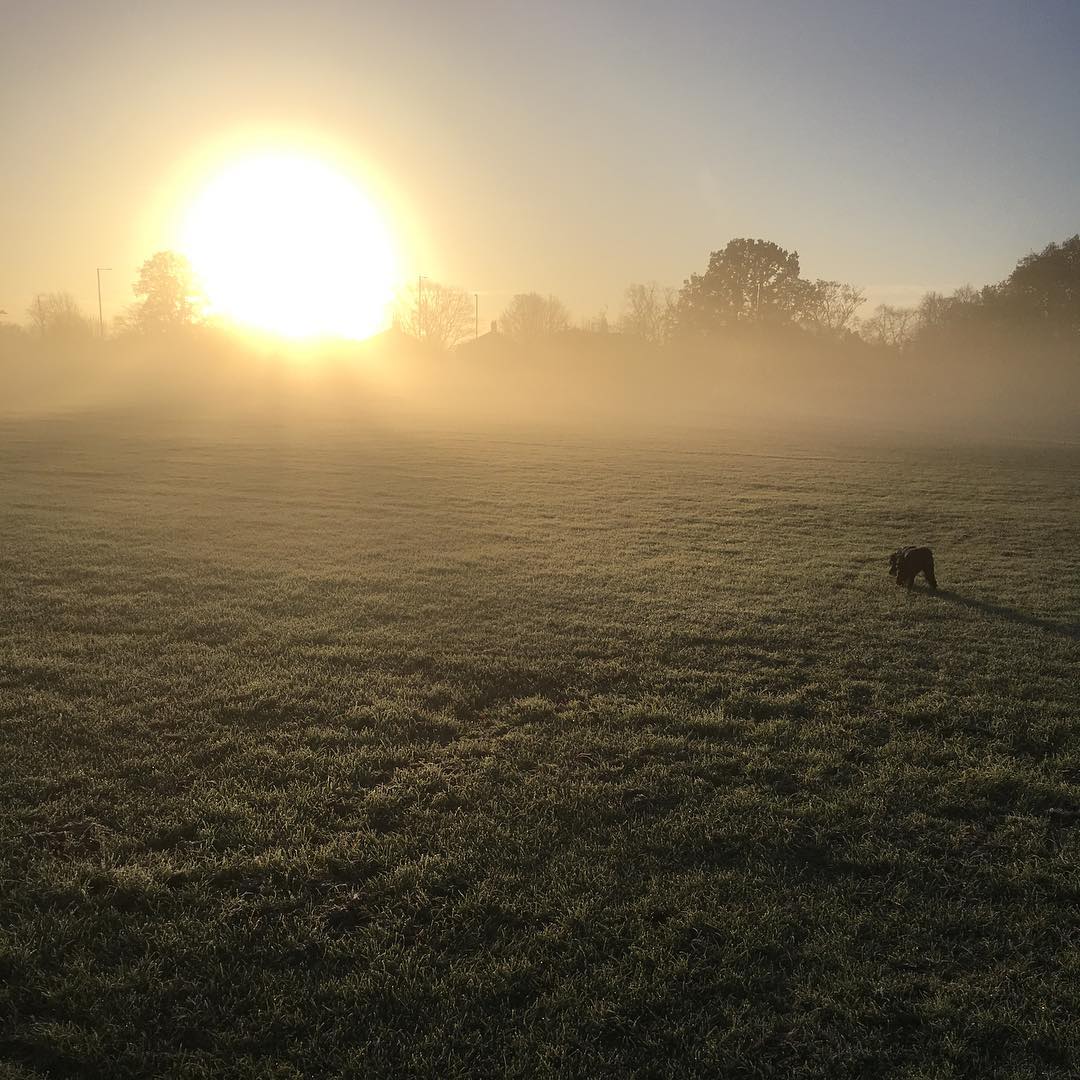 Beautiful sun this morning at the #olddeerpark 😍#nofilter #sunrise #dogwalks