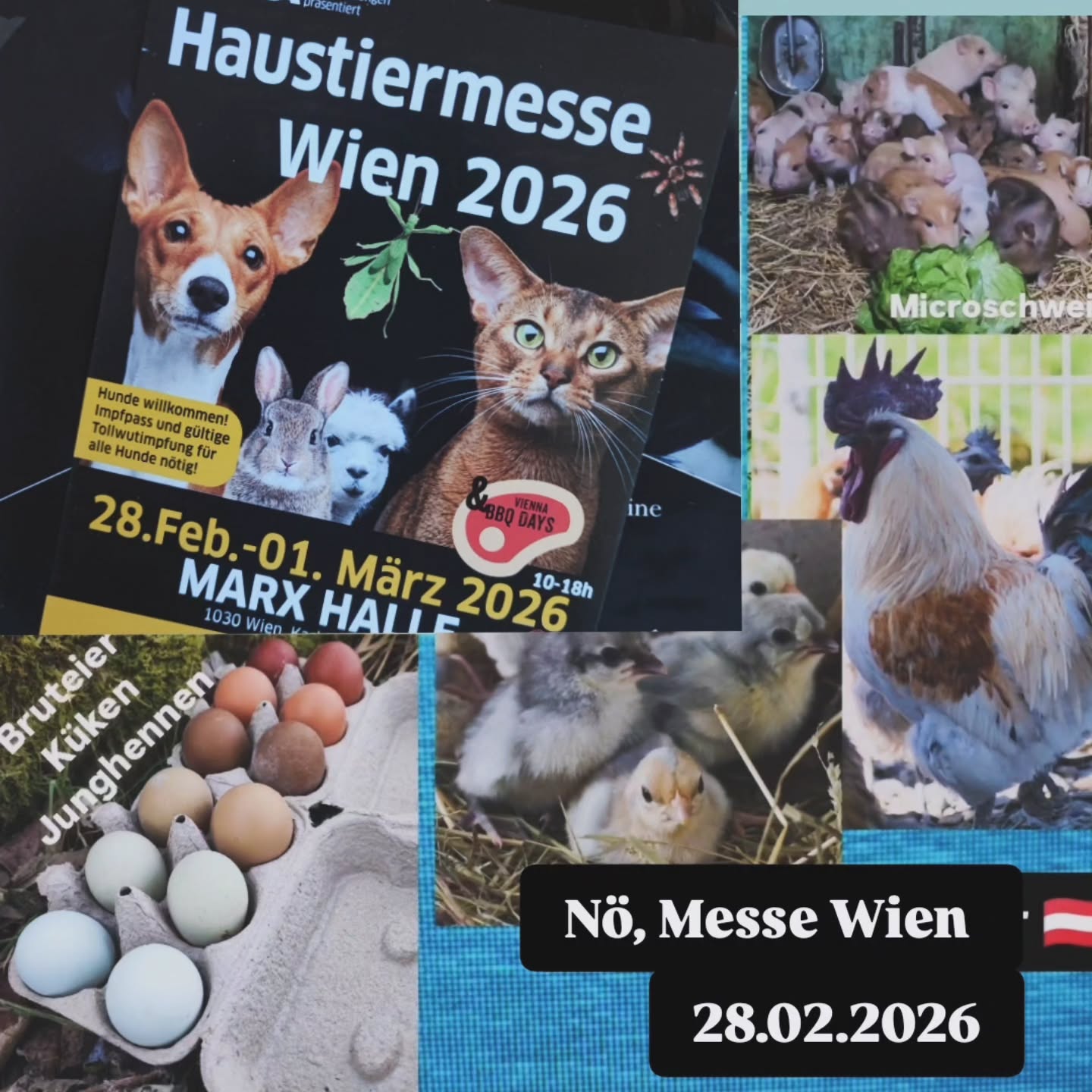 Servus Oö, Nö und Wien.🇦🇹
Am Freitag 27.02 bin ich unterwegs zur Messe in Wien.
Wenn ich jemanden von mir etwas mitnehmen darf, gerne PN.
Je nach Emoji habe ich:
🥚-Bruteier, 🐥-Küken, 🐓 - Junghennen
◼️Rassen-Themenboxen
von mir nach ihren gewünschten Eigenschaften zusammengestellt: Buntes Nest, Winterleger, Abwehr Alarmanlage...🥚🐥🐓
◼️Ayam Cemani🥚🐥🐓
◼️Ayam Cemani- Indonesische Linie 🥚🐥🐓
◼️Ayam Cemani Blau🥚🐥🐓
◼️Bayrische Landzwerge🥚🐥
◼️British Lavender Araucana🥚🐥
◼️Cream-Opal Legbar🥚🐥🐓
◼️Donxiang lukedanji blauleger🥚🐥🐓
Silber, hanffarben, schwarz
◼️GA Dong Tao🐓
◼️Gà H'mông🥚🐥
- Europäisch
- Asiatische
- Bunt
◼️Gà H'mông Nackthals🥚🐥
◼️Marans🥚🐥🐓
◼️Meierijs hoen Blauleger🥚🐥
◼️Moorhühner Gelbleger🥚🐥
◼️Olivleger🥚🐥
◼️Onagadori Bunt🥚
◼️Parrot beak aseel🥚🐥🐓
(Die zutraulichste Rasse)
◼️Perlhühner weiß🥚🐓
(Habicht und Mader Abwehr)
◼️Sandschak🥚
◼️Seidenhühner und gelockt/Frizzle bunt🥚🐥
◼️Seidenhühner blauleger🥚🐥
◼️Siciliana Hörnerkämme🥚🐥
◼️Siciliana Kronenkämme🥚🐥
◼️Spanier schwarz weiß blau🥚
◼️Thai Siam black🥚🐥🐓
(Habicht und Mader Abwehr)
Laufvögel:
◼️Strauß 🐓
Schweine:
◼️Mini/Microschweine 🐖
◼️Iberico - Manchado de Jabugo 🐖
◼️Gutscheine für Tierwelt Rauch🎁
Ausführliche Informationen, Fotos und Zuchtgruppendetails findest du unter:
www.broholmer-zucht.com | Instagram & Facebook: @huehnerwelt_rauch
________________
Bezüglich Treffpunkt können wir uns gerne persönlich abstimmen.
Zur Orientierung die Route verläuft über:
Linz, Ansfelden, St. Valentin, Amstetten, Ybby an der Donau, Melk, St. Pölten, A21, Altlengbach, Alland, Wien. - Route im Beitrag
_____________________
LG
Gabriel