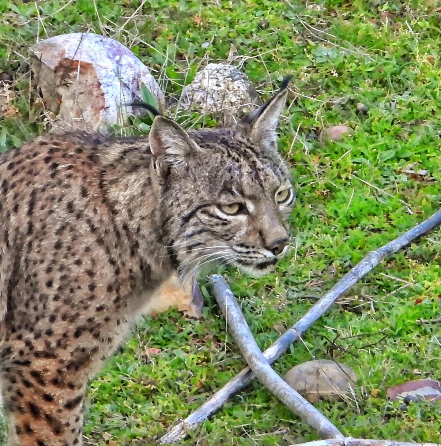 🇪🇸 No, no son "therians".
No son personajes, no son disfraces, no son tendencias.
Son animales reales, salvajes y libres, que puedes ver y fotografiar 📸 durante nuestros safaris guiados en 4x4 por España. 🐾🌿 En tours privados, personalizados o compartiendo la experiencia con otras personas.
Tú eliges.
La vida late en cada rincón... ♥️
¿Te vienes de safari?
#linceiberico #sierradeandujar #valledelguarrizas #sierramorena #observaciondefauna
www.lyncisecoturismo.com
lyncisecoturismo@gmail.com
(+34) 603 90 74 35
🇬🇧 No, they are not "therians".
They are not characters. They are not costumes. They are not trends.
They are real animals, wild and free, that you can see and photograph 📸 during our guided 4x4 safaris across Spain. 🐾🌿 On private, tailor-made tours or shared experiences with other wildlife lovers.
You choose.
Life beats in every corner… ♥️
Are you coming on a safari?