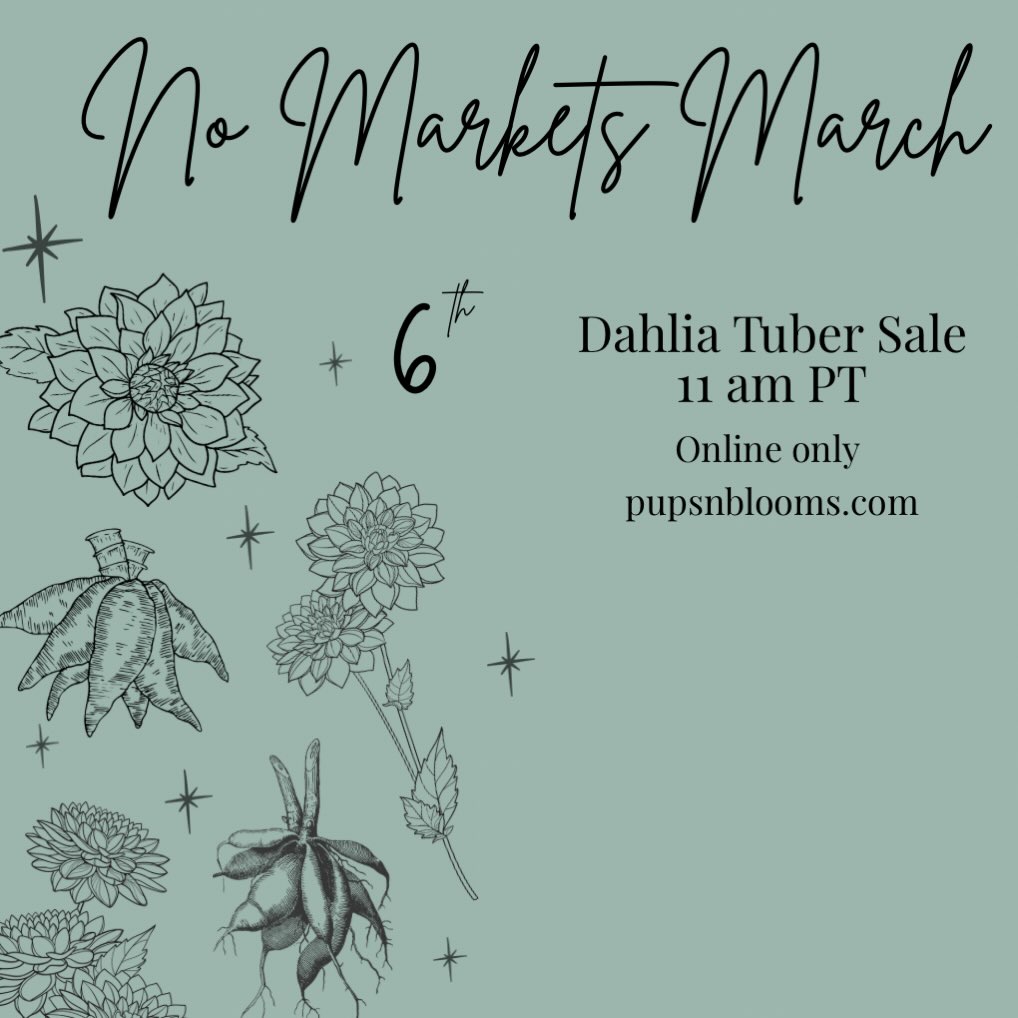 Take a peek at my website to see which varieties will be available!
Some varieties have limited quantities, while others are in surplus. If there’s one you’ve been hoping for, let me know before the 6th and I’d be happy to set one aside for you if availability is tight. I’m not here to contribute to the dahlia wars and hysteria — and if you’re already following along, consider this my little thank-you to you, too. 🫶🏼