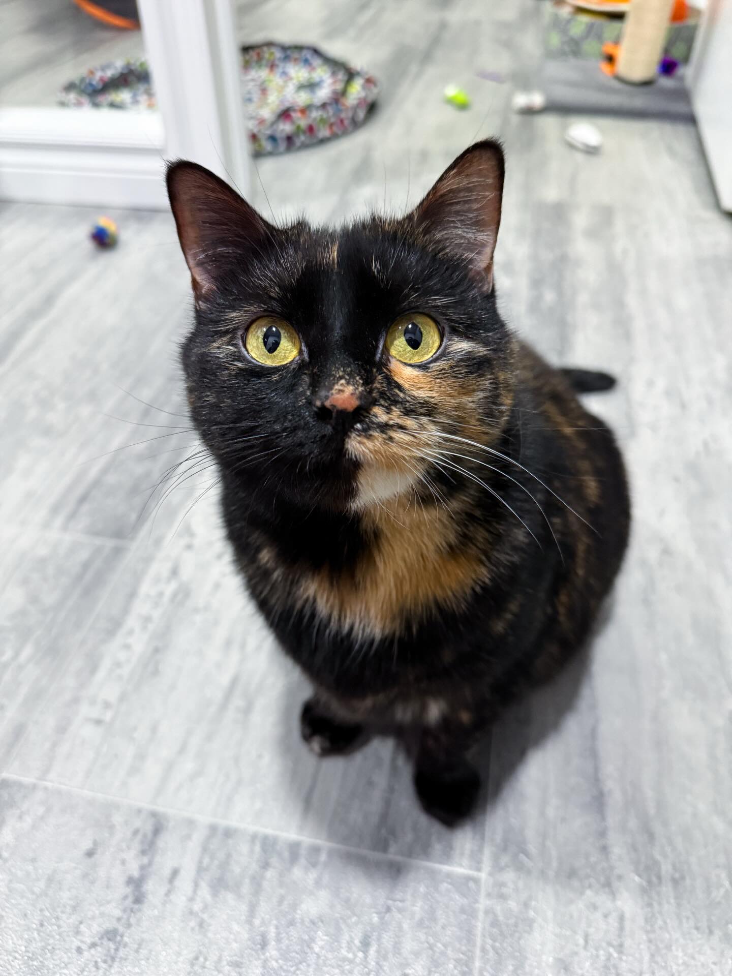 Happy 3rd birthday, Clementine! 🥳🍊
This is a very bittersweet post because it means that she’s now been at the rescue for a full year and is still waiting for her forever home.
One year ago today, she arrived safely at the rescue after being found abandoned in a cardboard box, in the middle of the street.
We’ve had so many ups and downs throughout the last year. We’ve navigated health struggles in order to help her lose weight. She’s down 4lbs (that’s equivalent to about 60lbs for humans) and is still working hard to achieve her goal weight of 12lbs.
Though she’s incredibly loved here, she deserves more! We’re really hoping to find her family VERY soon.
She’s looking for a home without other animals or young children.
We’re keeping her adoption range open as long as it’s a reasonable travelling distance.
Please help Clementine find her family by sharing this post! We know they are out there! 🧡
Thank you.
