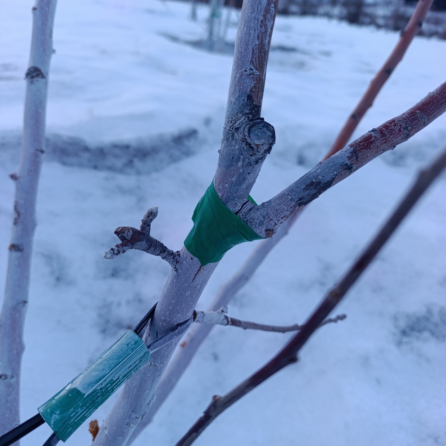 🍎🍏
【助けられる枝は助ける】
大雪で若木も大分折れました…。
そのまま落としてしまうのももったいない、というか一途の望みに託して。
折れた部分をステープラーでつなぎとめて、ビニールテープで補強して。
なるべく患部が乾く前に。
くっつくかどうかは分かりませんが、ダメ元で。
やれることはなんでもやります。
もったいないので。
(くっつきますように…、頼むから!)
■■■■■ジュース加工について■■■■■
2025年度の加工受付中です。
現在、ご予約なしでの持ち込み可能です。
お気軽にご利用ください。
受付・引取時間
平日 9:00~16:00
------------------------
【加工事前受付】
↓LINEページ
友達登録して、事前受付お願いいたします。
https://lin.ee/74LkMcf
------------------------
りんごジュース販売中!
・stores、ポケットマルシェにて販売中です!
https://tono-fruits-lab.stores.jp/
--------------------------
#津軽りんご加工センター
#りんご加工 #ジュース加工
#つがる果樹工房 #つがる林檎園 #stores
#ringofarmer
#東北 #青森 #弘前 #青森ライフ
#tohoku #aomori #hirosaki #aomorilife
#りんご #りんご畑 #りんご農家
#ringo #apple #りんごジュース
--------------------------
【農ナビ青森に取り上げていただきました】
https://www.nounavi-aomori.jp/start/publicity
#農なび青森
--------------------------