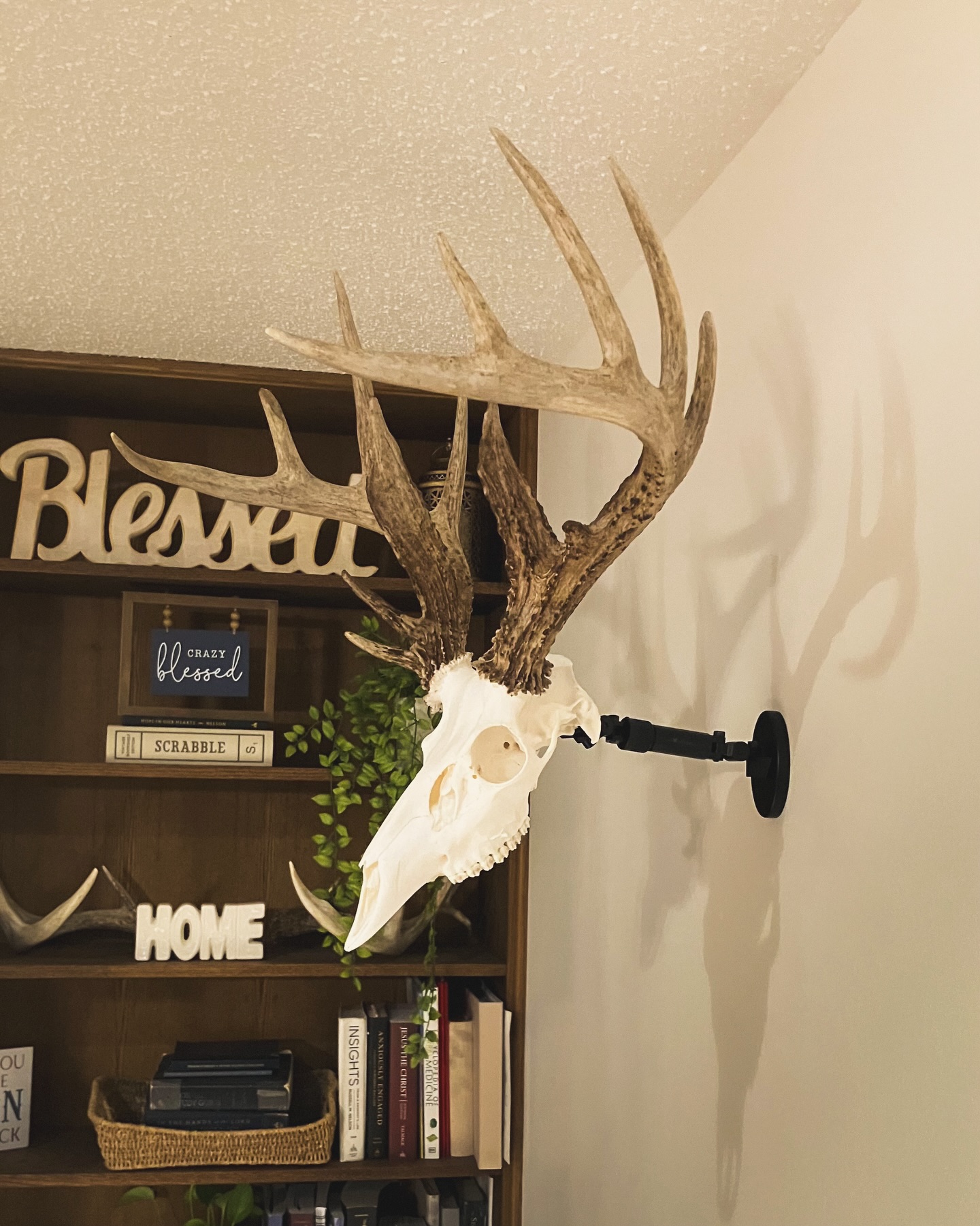 We had another happy customer send this photo of her KS buck taken this past 2025 season. Gotta love that mass and those cool brows!!
.
.
.
#uroadx #euromount #europeanmount #taxidermy #deerhunting