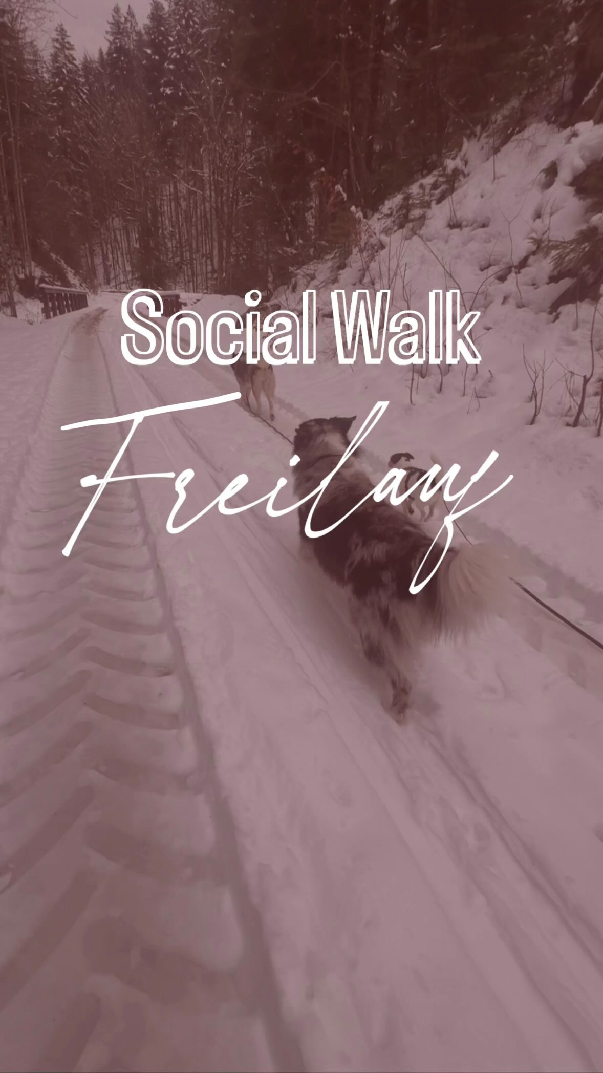 Freilauf - Social Walk ❄️
Gestern gab es einen Freilauf Social Walk und Joni durfte mich begleiten.
Er hat sich sehr in den kleinen Thiago verguckt, und dieser sich in ihn. 🫠🥲
Bisschen Sexy Stimmung zwischen den Beiden, aber auch das dürfen Hunde lernen, dass man hier nicht übergriffig wird und, dass Hilfe beim Frauchen/Herrchen gesucht werden kann!
SOCIALWALK
KOMMUNIKATION
SPAZIERGANG