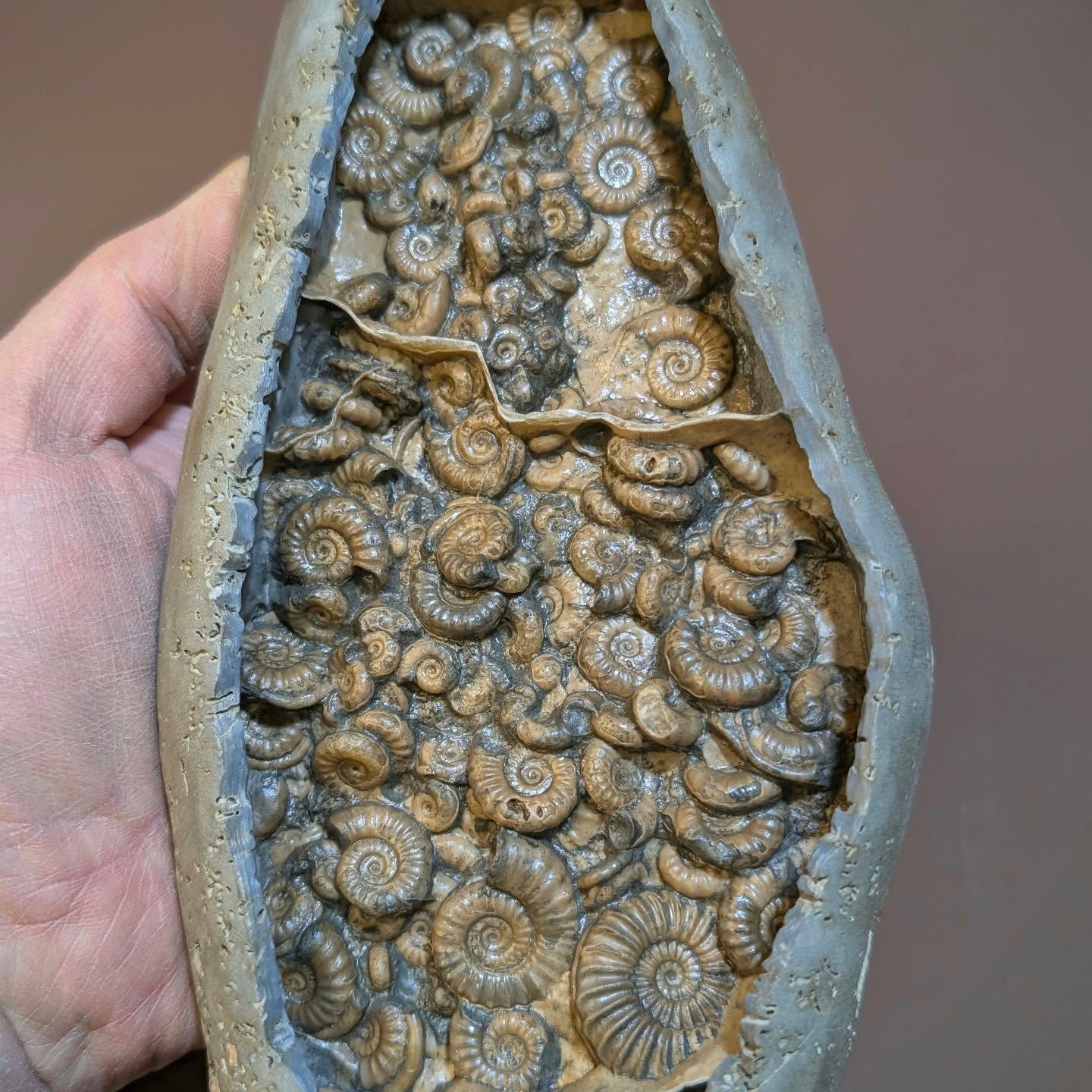 New fossils listed! on the www.naturalselectionfossils.com website. Including this nice 23 cm Popcorn nodule containing Caenicites, Microderoceras, Promicroceras and Cymbites ammonites. This one is from the Jurassic of Stonebarrow beach Charmouth.
#caenicites #stonebarrow # fossils #ancienthistory #ammonite