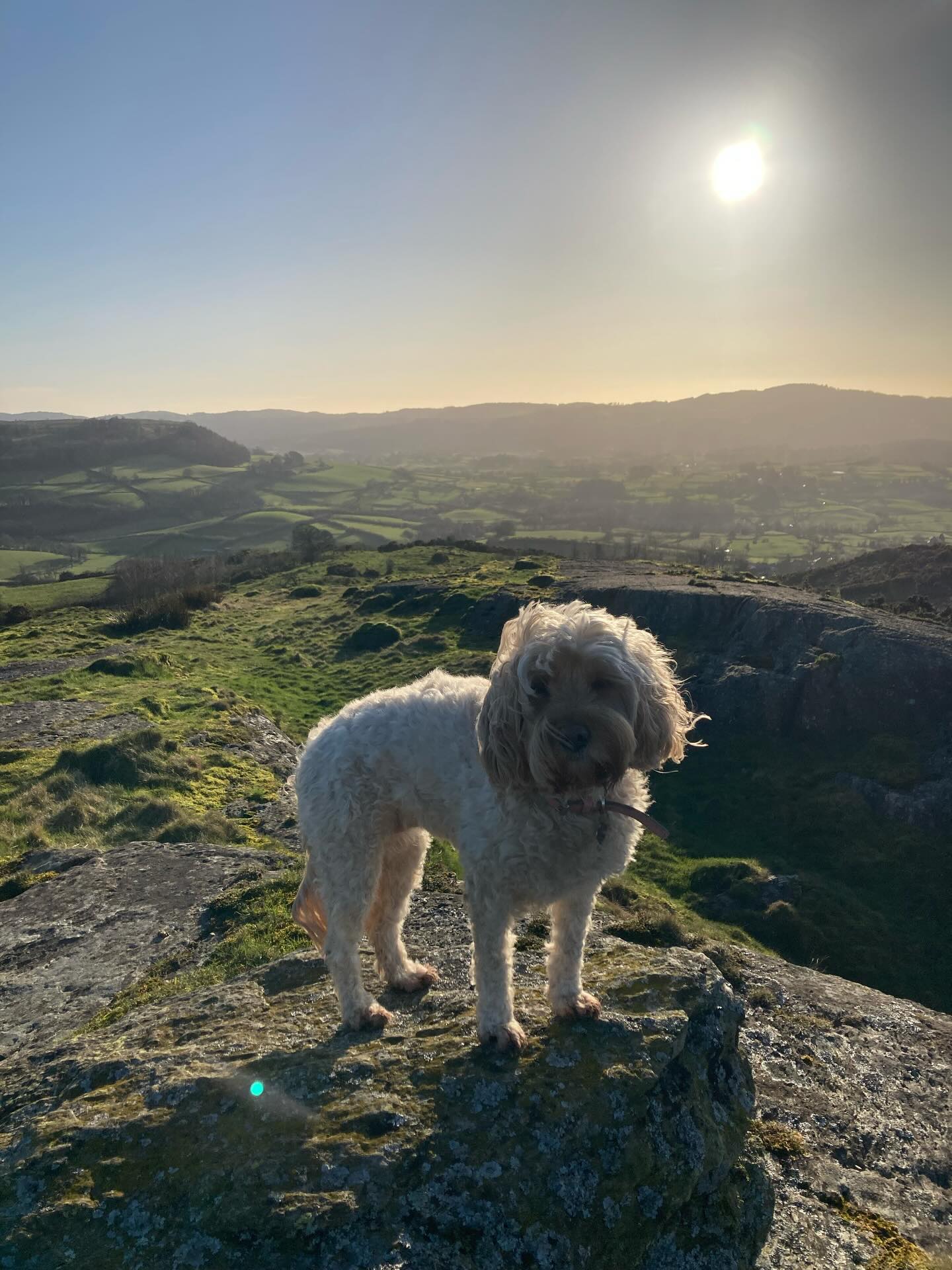 A late afternoon walk on the fell with this little sweet pea ☺️🐾
#cockapoo #blossom #sweetpea #bestfriend #lakedistrict
