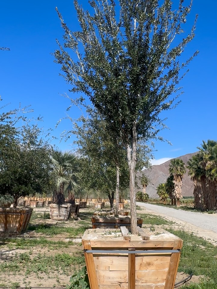 Live Oak — Medal-Worth in Morphology
Gold medals go to grit.
Podiums salute persistence.
Winter champions are forged in discipline.
So let’s talk Quercus virginiana —
a tree that doesn’t just stand in the landscape…
it stands out, stands firm, and stands the test of seasons.
In the arena of arboriculture, this Southern Live Oak is not a spectator.
It’s a contender.
Fortified in form.
Braced in bark.
Green through gale, drought, and desert debate.
It doesn’t sprawl without reason.
It doesn’t lean without leverage.
Its branching — broad but balanced —
reads like a scoreboard of structure.
Champions aren’t crowned by chance.
They are determined by design.
This 48″ standard doesn’t just compete —
it compounds:
• Strength stacked rib to root
• Shade cast with strategic sweep
• Presence that places any landscape on its own podium
Call it oak-thletic architecture —
lateral limbs and vertical vigor working in symphony.
A trophy in trunk and twig —
quietly claiming its gold in resilience,
not roar.
Pictured: 48″ Standard Quercus virginiana
Steadfast. Studied. Standing tall.
May your landscape ascend its own podium —
with bones built for breadth,
and spirit shaped by seasons.
Rooted in resolve.
Grown for greatness.
Supplied for the long haul.
#QuercusVirginiana #LiveOakLegacy #OakOlympics #RoadrunnerTreeFarm #CasaDelZorroNursery