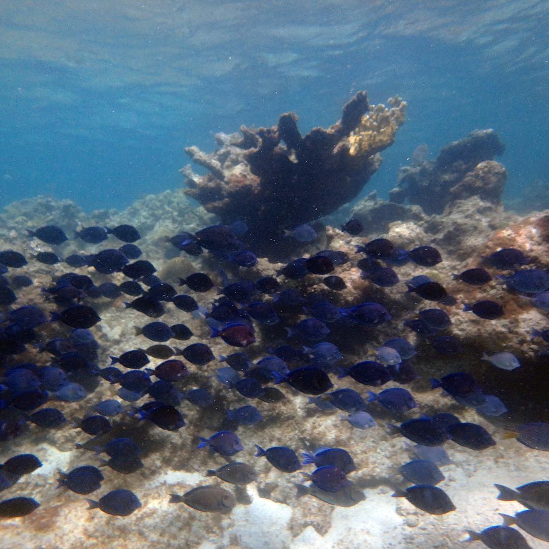 Rush hour during a Trunk Bay SNUBA.
#tang #Caribbean #familyfun #visnuba #vacation