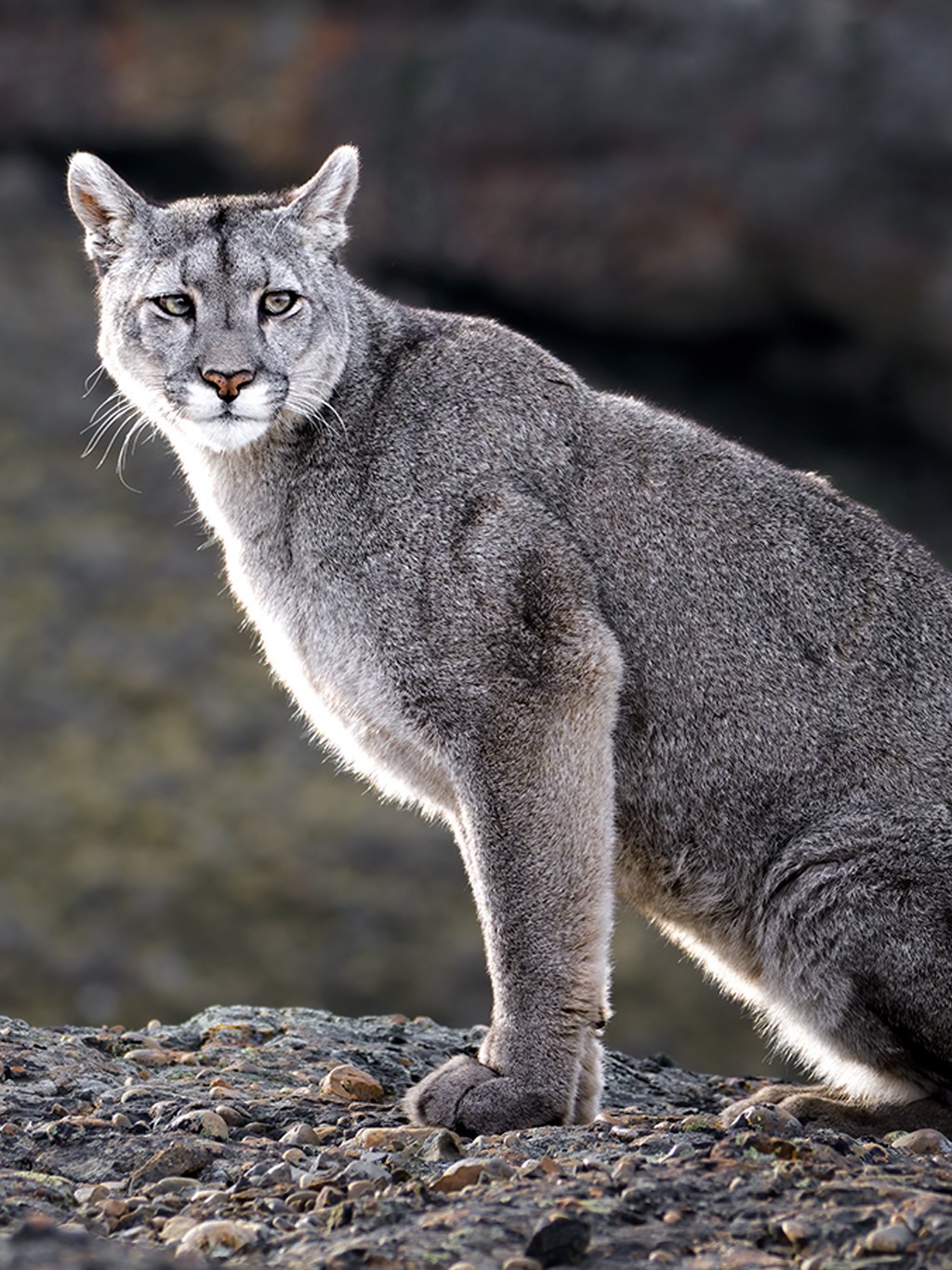 Beauty is hidden in Chilean Patagonia ✨🐾
SAFARI FOTOGRÁFICO PARA MUJERES 🌷
-05-09/09/2026 Torres del Paine, Chile 𓃮✮
🔥ÚLTIMOS CUPOS!🔥
En los safaris fotográficos para mujeres nos sumergimos en plena naturaleza, afinando la mirada y practicando en el terreno.
Junto a guías expertos, biólogos y rastreadores nos adentraremos en lugares donde la fauna se muestra en todo su esplendor, aprenderás acerca del comportamiento de la fauna, su hábitat, geografía y la historia que la envuelve.
Guiándote en cada toma, verás cómo tus fotografías cobran una nueva fuerza. Tus imágenes mejorarán mucho más rápido en los Safaris que estudiando únicamente la teoría.
También descubrirás cómo transformar tu pasión en algo más grande. Compartiré contigo lo que he aprendido sobre la fotografía como profesión, cómo construir un portafolio con intención, aprenderás a darle valor a tu trabajo y explorar caminos para vivir de lo que amas.
Te beneficiarás adquiriendo mayores conocimientos fotográficos, mayores conocimiento acerca del comportamiento de la fauna, aprenderás a utilizar la fotografía como herramienta para generar ingresos, formarás fuertes vínculos con otras mujeres y tendrás una vivencia de vida que recordarás con mucho amor siempre.
Cada Safari es una experiencia transformadora para conectar con la vida silvestre y crecer fotográficamente.
Comenta safari y te envío más información ㅤ♡
#lacamaraexplora