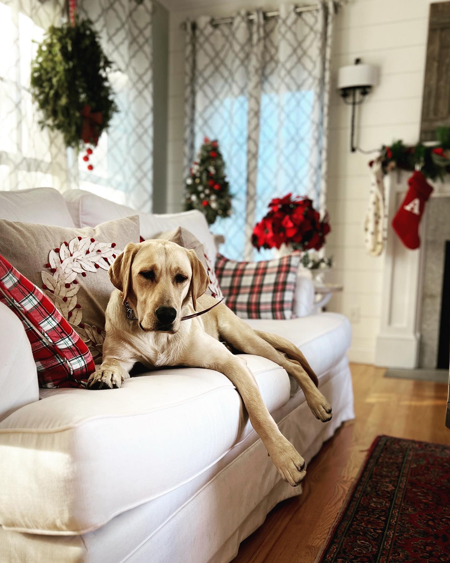 Post-Christmas exhaustion brought to you by Pigeon.