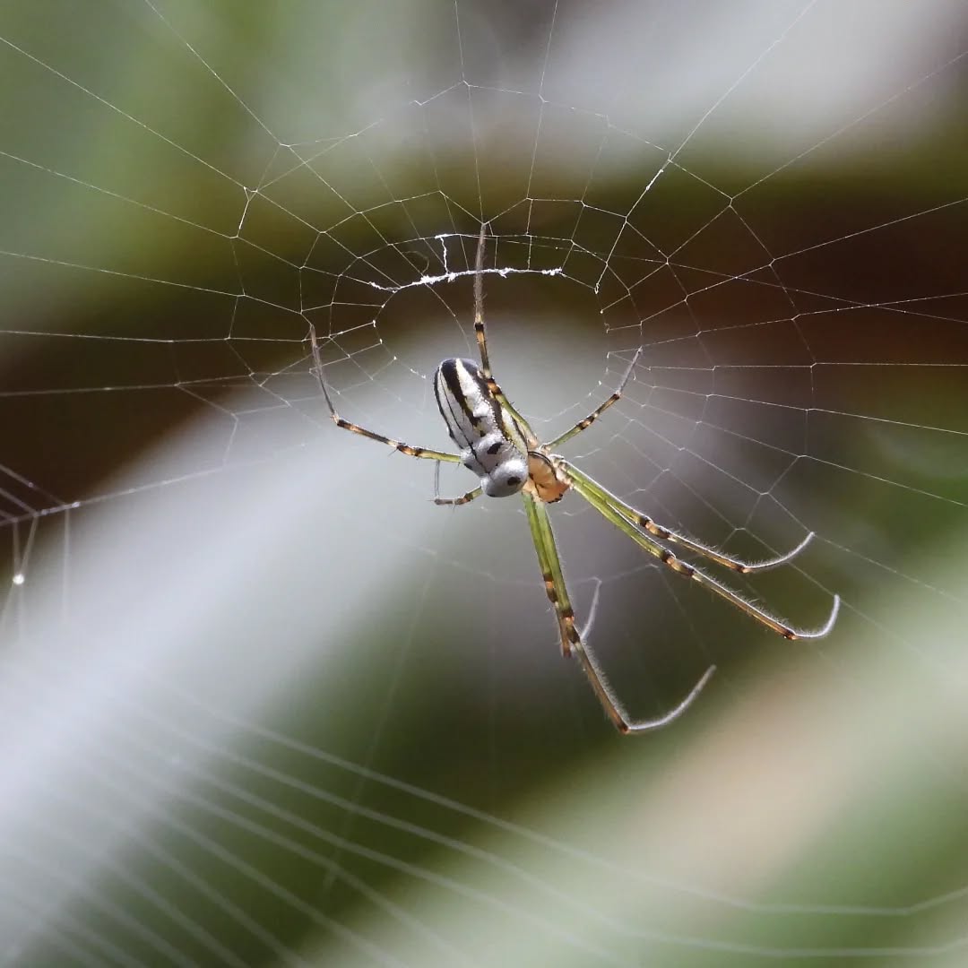 A beautiful Silver Orb, in the middle of her perfect web.
#karameaspiders #karameawild #orbweavers