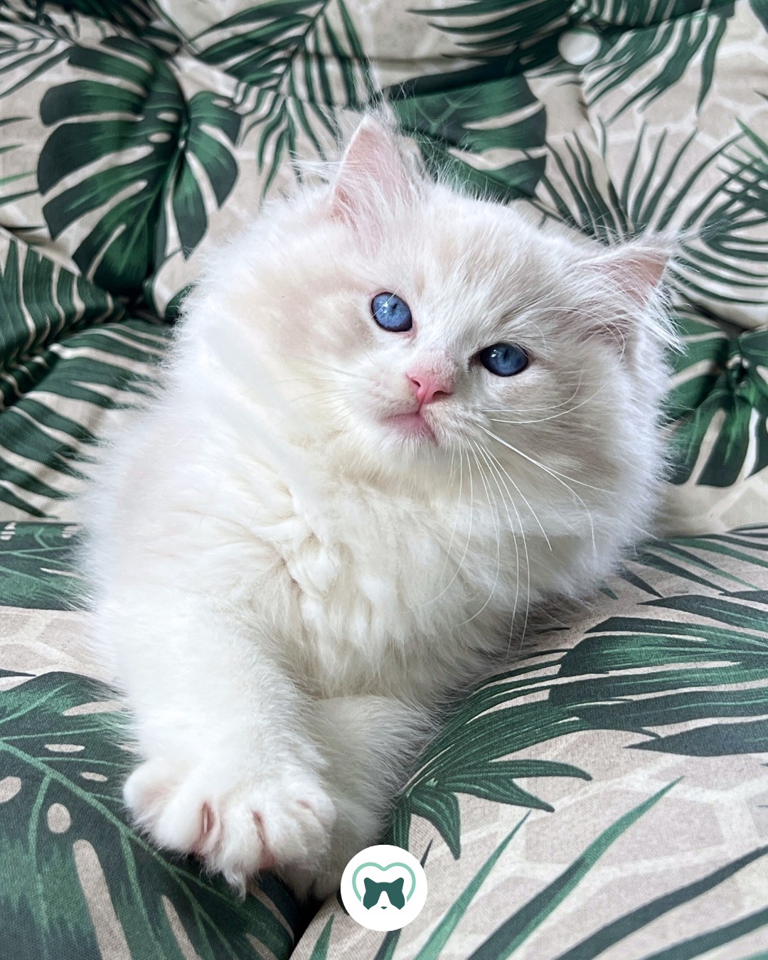 Dizem que sou lindo...
Comenta aqui se você concorda! 💚
#blumenkatzen #ragdoll #ragdollcat #ragdollbrasil #ragdollkitten