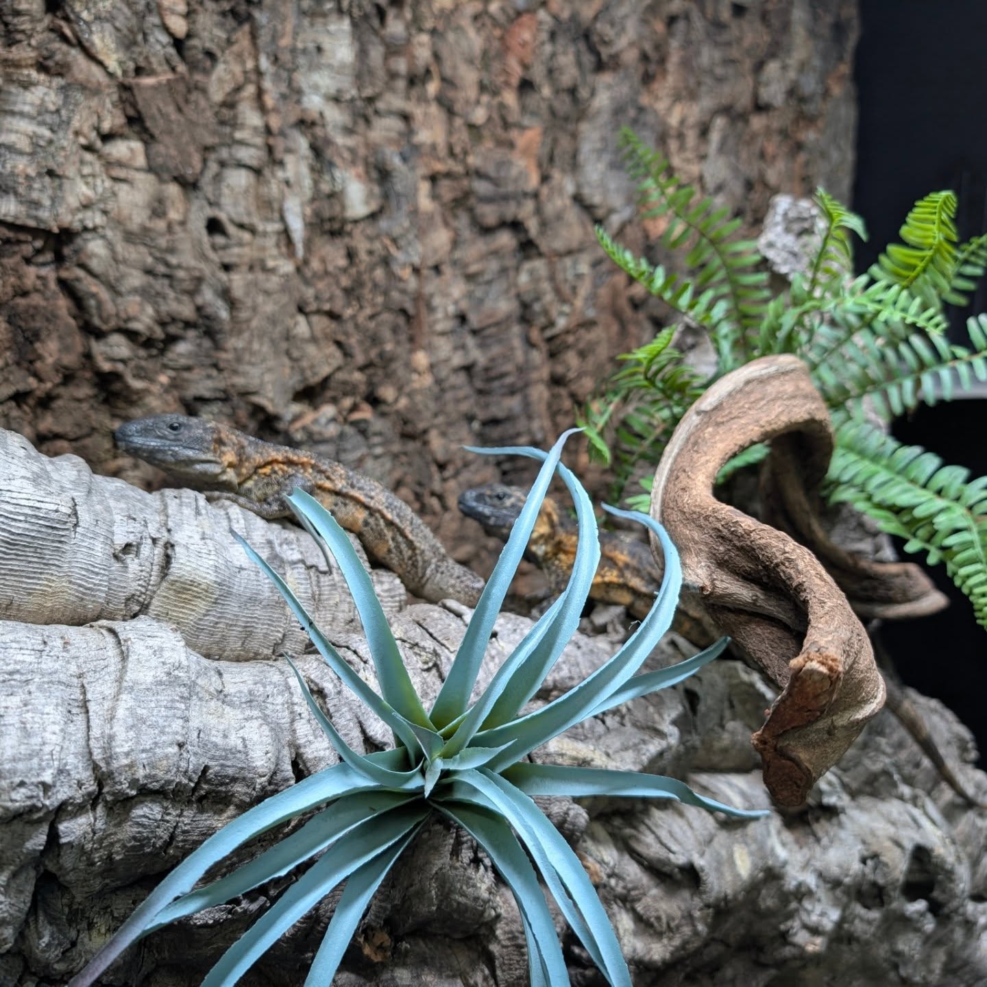 Sunday Funday for Happy Chams consist of building enclosure for the orange tiger iguanas. Already ordering a bunch of greenery to clutter it up LOL. IYKYK 🤣