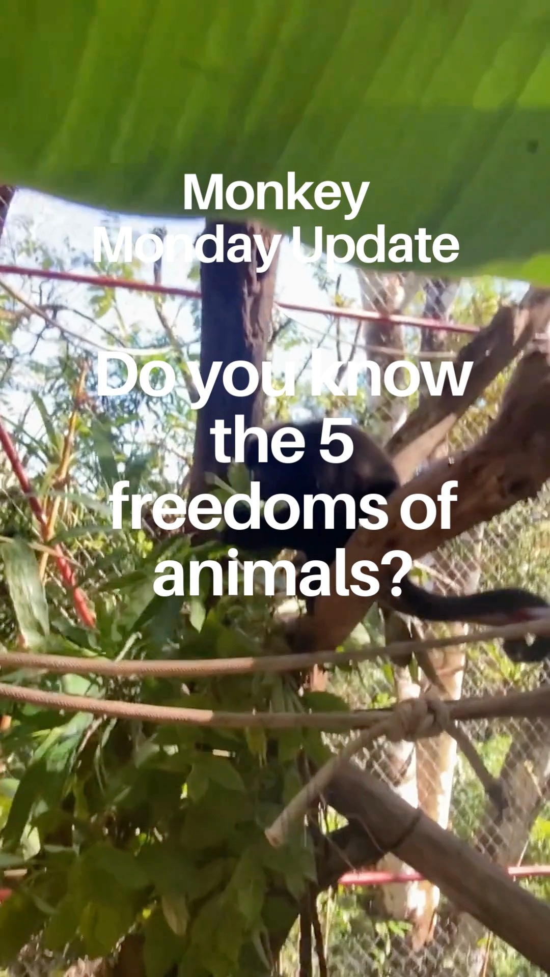 Monkey Monday Update: Created back in the 60's, the 5 freedoms of animals have been adopted all over the world as fundamental animal welfare standards and our guiding principles at our Melikki Primate Rescue Center.
Melikki's is a fully licensed rescue and rehabilitation center that works under direct supervision of Primate specialists and Veterinarians.
Primates are wild animals NOT pets.
https://www.melikkis.org (link in bio)
#Morrillo #AdventureTraveler @kthg.mv #AdventurePanama #PanamaCulture #PanamaLife #PanamaWildlife #HowlerMonkey #World_Animal_Protection
#PanamaWildlifeConservation @ProyectoPrimatesPanama @Aspvoice
#TravelBetter
#SustainableTravels #EcoTourGuide
#AdventureTravelers #AdventureTraveller #AdventureTraveling
#AdventureTravelFamily #AdventureTravelFamily #FamilyTravelAdventures #FamilyTravelAdventure #AdventurePanama