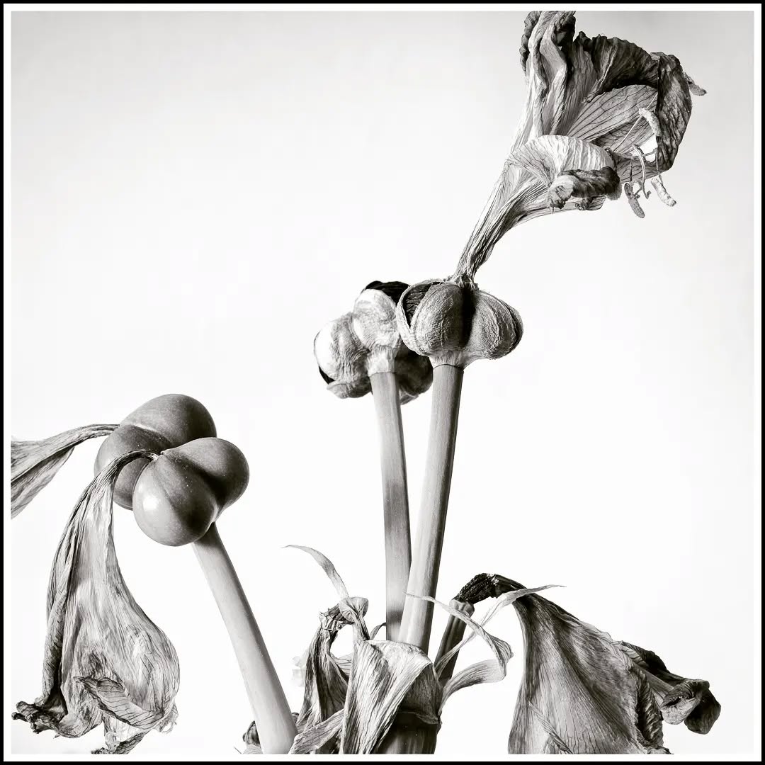 Amaryllis
.
.
.
.
#fujixseries #fujixt5 #fujifilm #fujifilmde #33mm #fujifilmfeaturetime #amaryllis #bokeh #fineart #fineartphotography #fineart_photobw #finearts #fineartphotographer #palaceoffinearts #fineartist #fineartphoto #flowers #flower #blume #tot #welk #blackandwhite #bw #winter #autumn #fujifilm_global #ishootfujifilm #bhop_photography