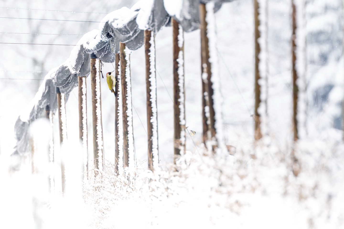 Grünspecht | European Green Woodpecker
#wildlifephotography #AlphaWinterCH #birdphotography #wildlifefototalk #birds_captures
Mein Beitrag zum @vogelfoto_des_winters_25_26