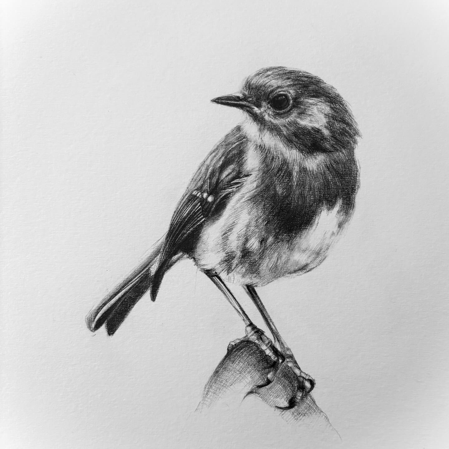 „Stille Post — Rotkehlchen“
#rotkehlchen #vogelserie #stillepost💌