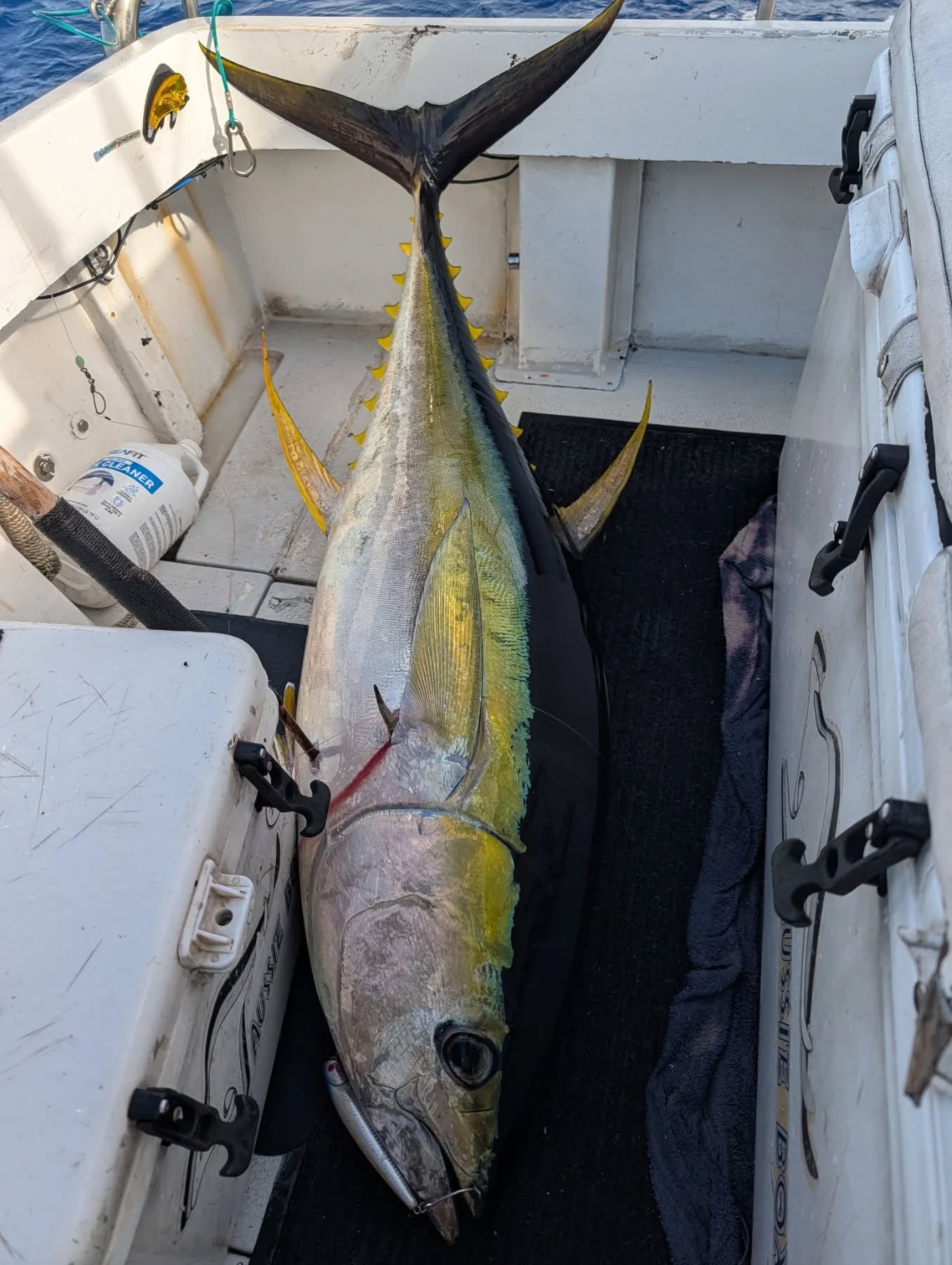 Ahi on deck! Caught on todays 3/4 day charter. Cutting tomorrow. Slabs available in the afternoon. Pm text or call if you wanna buy a slab.
For fresh fish
808-594-7799
For charters check out:
Gofishoahu.com
#hanapaa #freshfish #ahii #deckhand #fishingfordinner fishtacos bakedfish ceviche poke sahimi trolling pelagicfishing fishingbooker haleiwafishingcharter haleiwa hawaii fishingkids hawaiifishingcharter oahufishing oahu dinnerfish livetofish captainmatt lines lures rods reels polebender luckylasshaleiwacharters gofishoahu