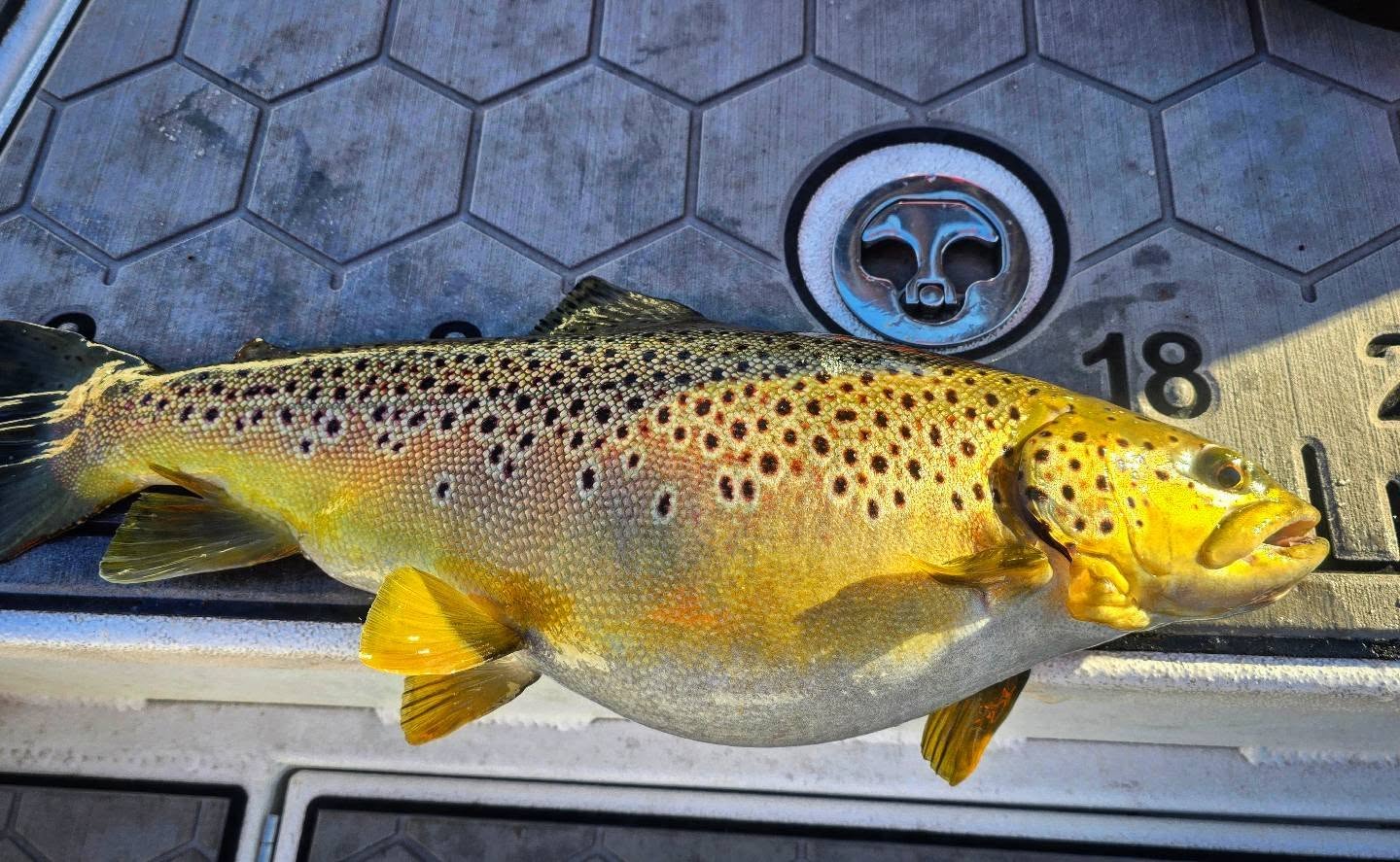 Kenny and son were on em this morning.. Lord give me a couple more days of this bite please. #Frenzelsguideservice #fishingbranson.com #taneycomo #trophytrout #browntrout @sqwincher_outdoors @fishingbranson @fins_outdoors
