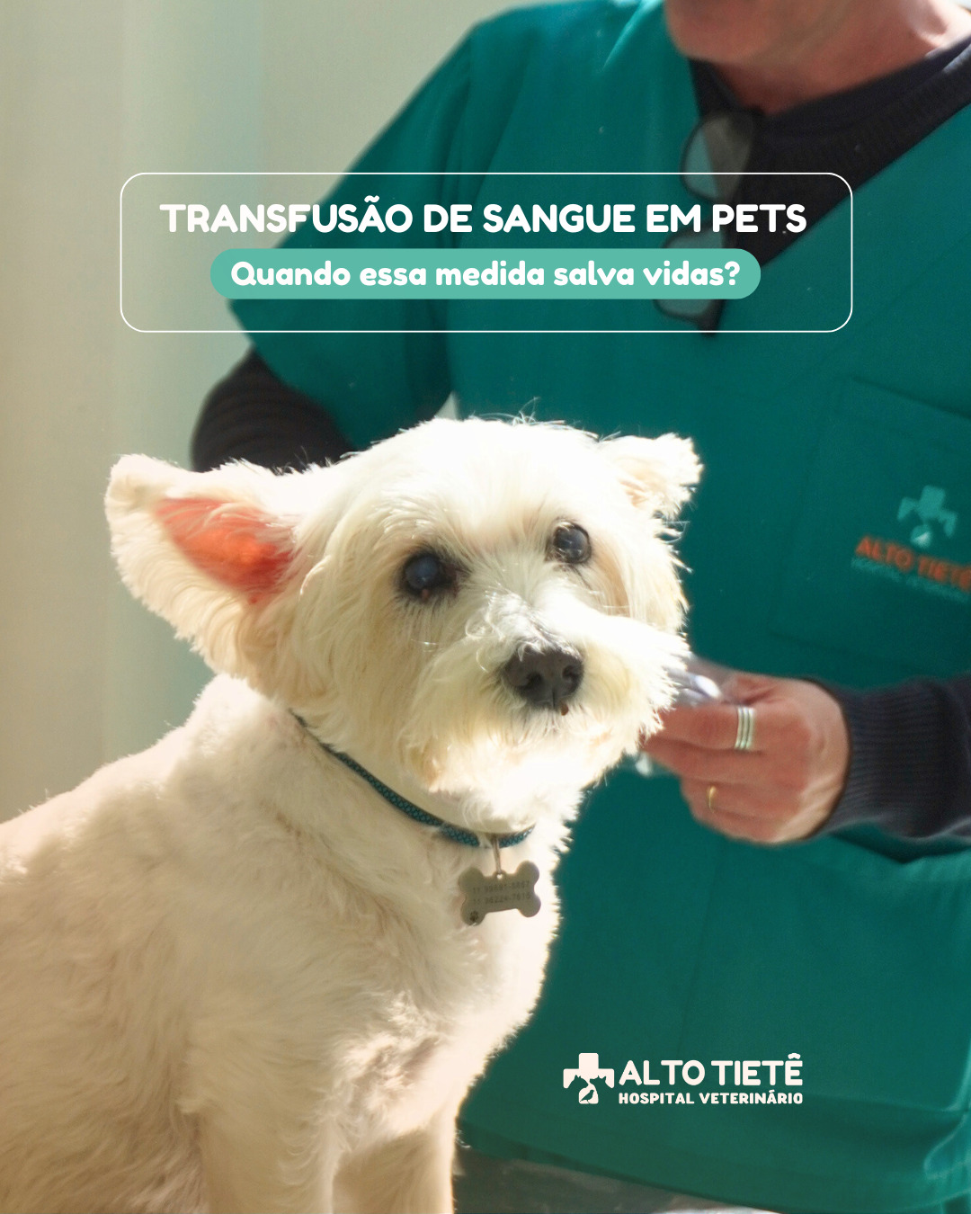 🩸 Transfusão de sangue em pets: quando ela é indicada?
Assim como em humanos, cães e gatos podem precisar de transfusão em situações críticas, como:
✅ Anemia severa
✅ Hemorragias após acidentes
✅ Cirurgias de emergência
✅ Doenças infecciosas (como Erlichiose)
✅ Transtornos de coagulação
A transfusão pode ser determinante para salvar a vida do animal, e deve ser feita com todo o cuidado em ambiente controlado.
Aqui no Hospital Veterinário Alto Tietê, contamos com estrutura completa e banco de sangue interno, garantindo agilidade e segurança nos atendimentos.
📞 Em caso de emergência, entre em contato com a nossa equipe.
#TransfusãoVeterinária #BancoDeSangueVeterinário #HospitalVeterinário #EmergênciaPet #CuidadosComPets #SaúdeAnimal #Arujá
