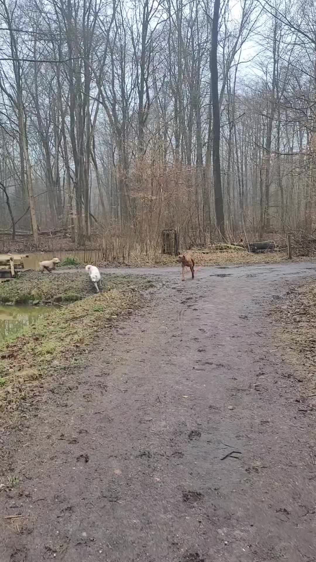 Een dinsdag ochtend wandeling met 🐾 Roxy, Sammie, Borus, Willem, Ollie, Ollie, Sam en Kibo