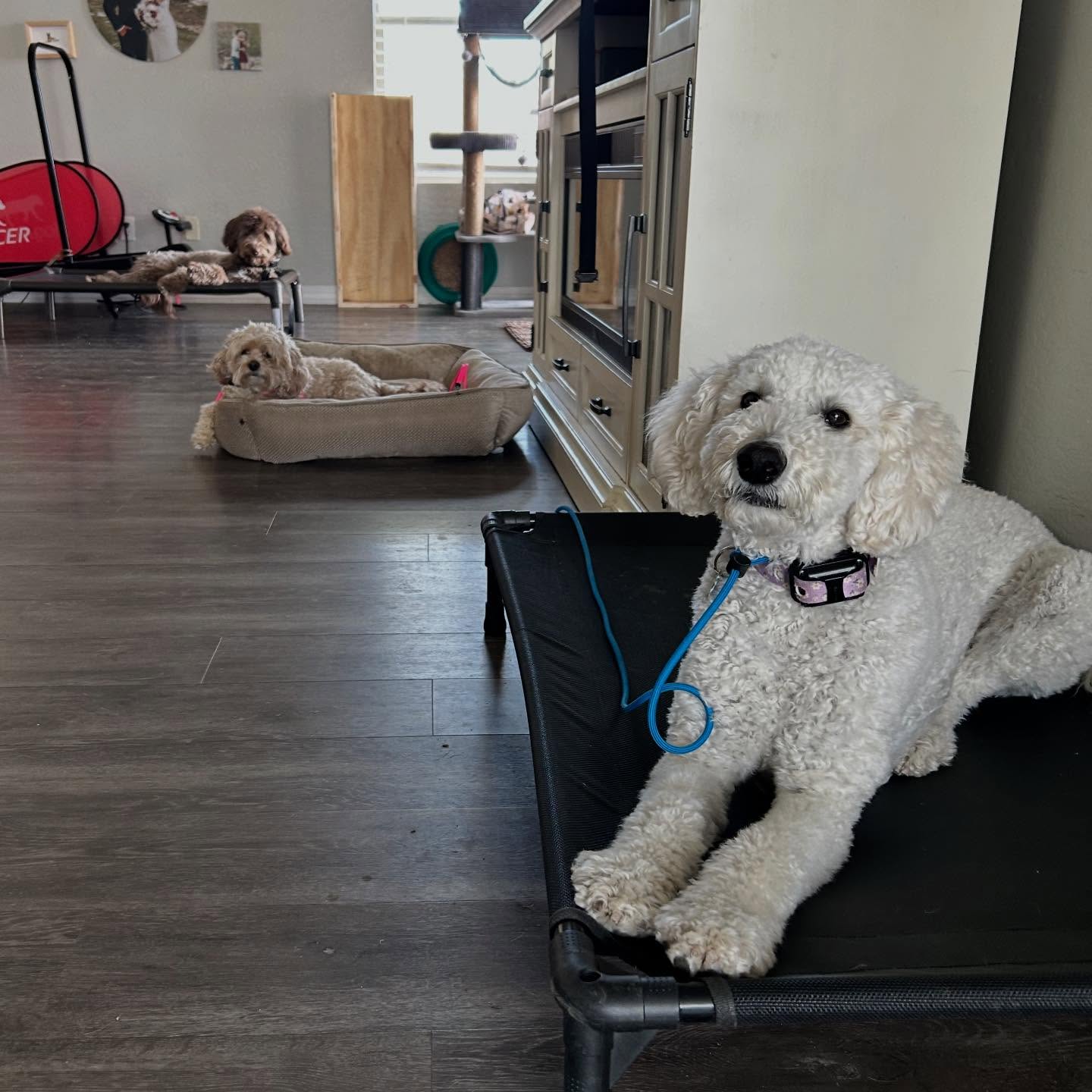 All day trainers Luna, Lulu, and Hayes working on place together while I have lunch and clean.
.
.
.
.
.
#queencreekaz #az #training #dogtraining #doodles