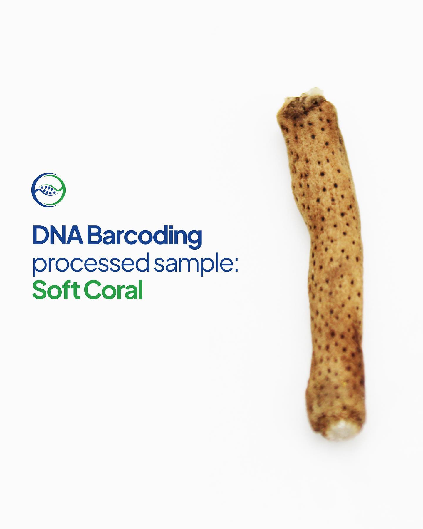 As a varied collection of marine invertebrates, soft corals can be challenging to distinguish based just on how they look. To overcome this, we implemented DNA barcoding for several soft coral samples and unveiled their exact species. Somehow, It is considerably better to do favors genetically in a few cases.
—
Website oceanogen.com
Email contact@oceanogen.com
Instagram @oceanogen