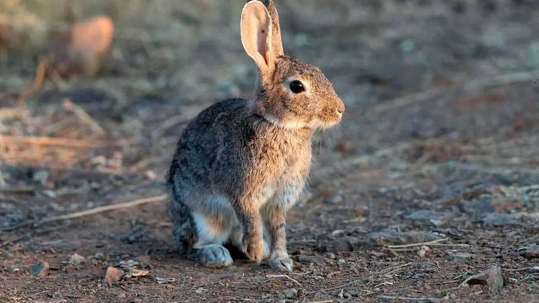 🌿 ¡Ojo con esto! ¿Sabías qué el conejo europeo está expandiendo su territorio en nuestra región? 🦊 Parece que su presencia se está volviendo un problema en lugares como Neuquén 📍, Mendoza 🏞️ y Río Negro 🌄.
El dato es que la expansión de los conejos europeos puede causar daños significativos a los cultivos y el medio ambiente 🌱. La tendencia en Neuquén muestra una clara relación entre la presencia de conejos y los daños registrados 📊.
🚨 TIP DYNAPEST: Para prevenir daños en tus propiedades, es importante tomar medidas de control, como la instalación de cercas adecuadas 🏠 o el uso de métodos de repelencia 🌿.
Etiquetá a ese amigo que ama la naturaleza y quiere protegerla 🌟. Consultanos por DM 📩 para obtener más información sobre cómo controlar la expansión de los conejos en tu zona.
Guarda este post para recordar la importancia de tomar medidas de control 📝. ¡Y no dudes en contactar a DynaPest para una inspección y asesoramiento personalizado! 📞
#ControlDePlagas #DynaPest #ConejosEuropeos #ProtegeTuPropiedad #MedioAmbiente
📖 Fuente: Diario Río Negro
🌐 Web: www.dynapest.com.ar
🟢 WhatsApp: https://api.whatsapp.com/send?phone=5492994567415
