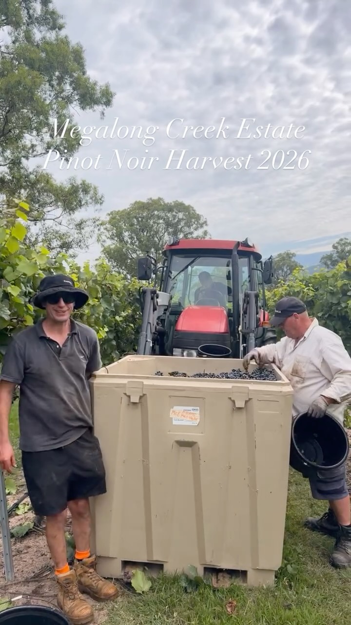 Today’s the day! Time to get the MCE Pinot Noir off the vines! The fruit is looking healthy and tasting great! It’s hot out in the vines today but the team is killing it! #pinotnoir #singlevineyard #megalongcreekestate #bluemountainswine #familyownedandoperated