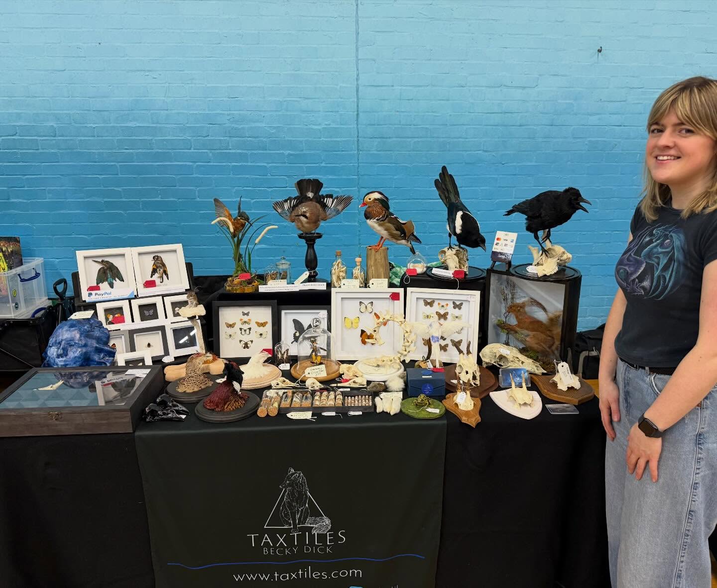 Ready to go at @thealternativemarkets in Bristol today! Open from 11-4pm at Kingsdown Sports Centre, free entry 😊
#taxidermy #oddities #wildlife #curios #alt
