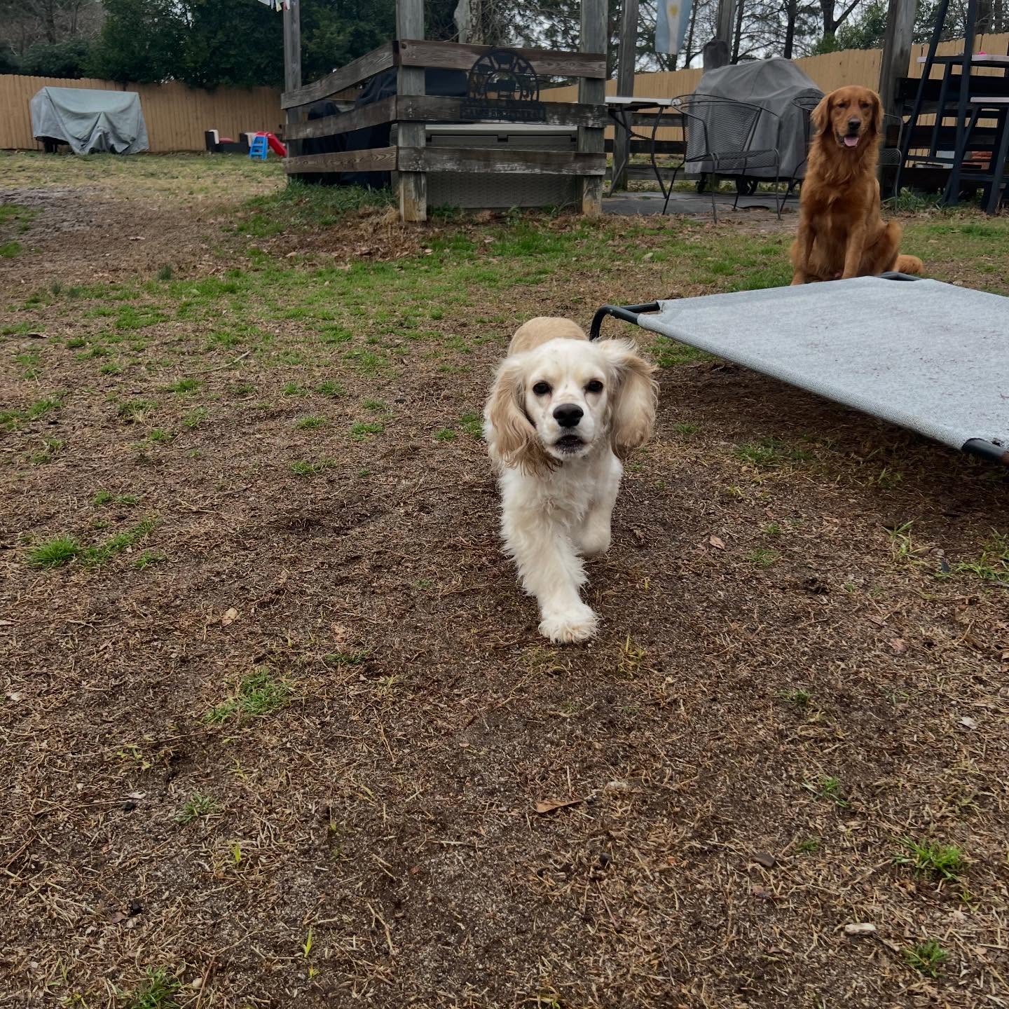 Welcome to our newest student Bennie! We had a few breaks in the rain for the pack to have some playtime and get aquatinted! 🎓🐶👏