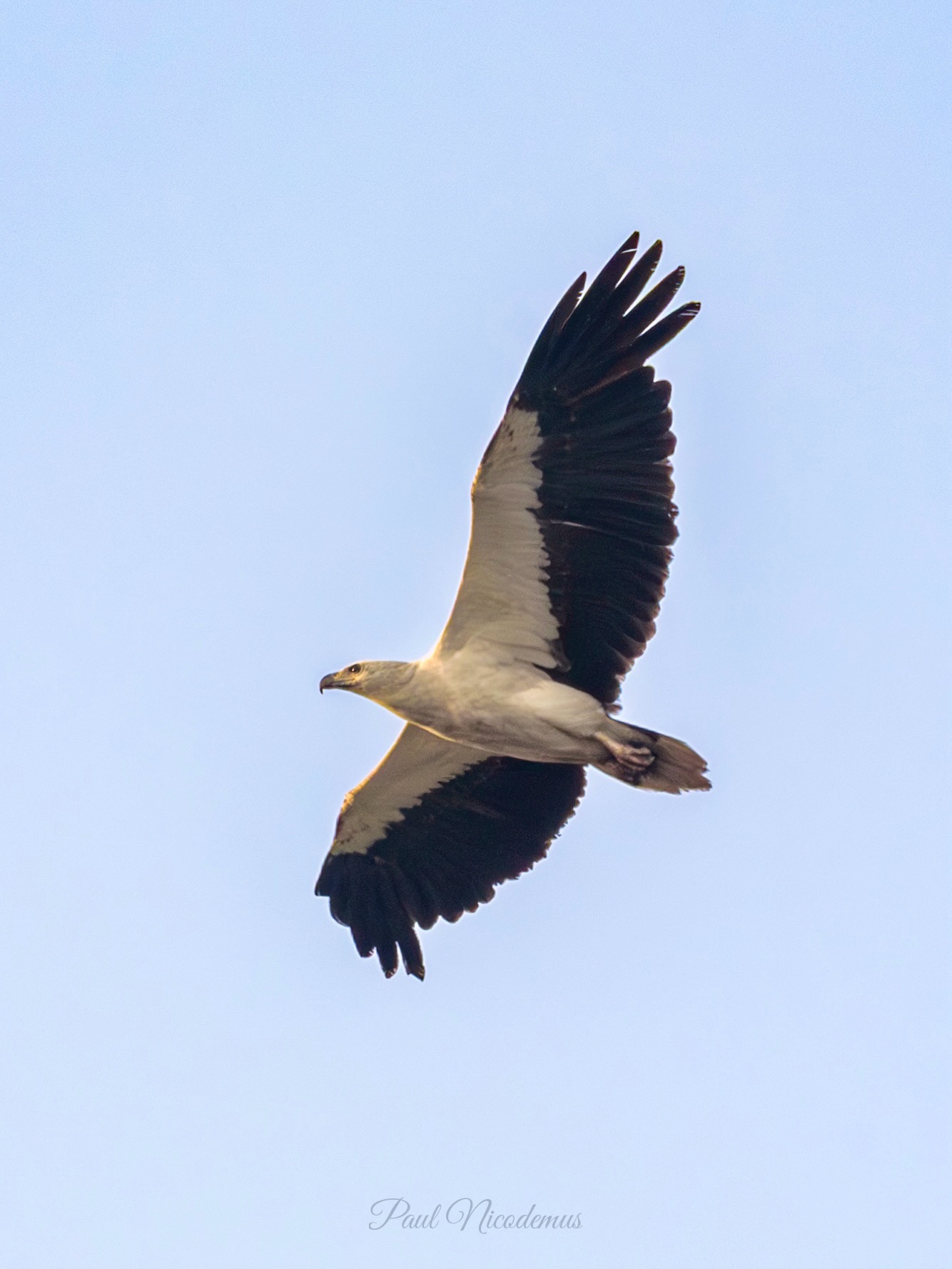 Swipe left: A White-bellied Sea Eagle held its line, while a Kite kept swooping in, taunting it mid-air.
.
.
.
#Vizag #WhiteBelliedSeaEagle #BlackKite #RaptorsOfIndia #CoastalSkies