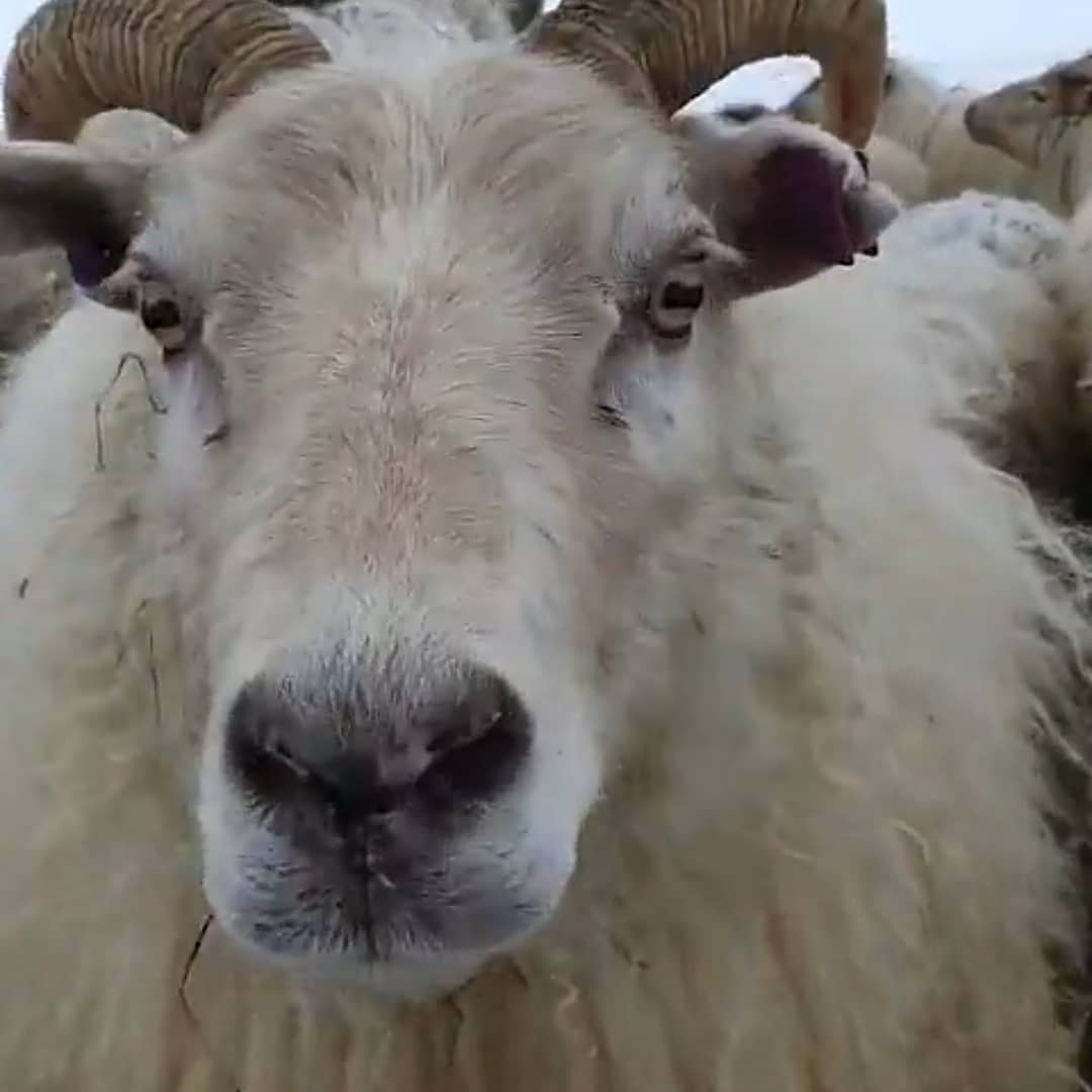 Hi there ! 🐏
#dmcincentiveiceland #incentive #incentivetravel #corporatetravel #icelandicsheep #Iceland #iceland🇮🇸