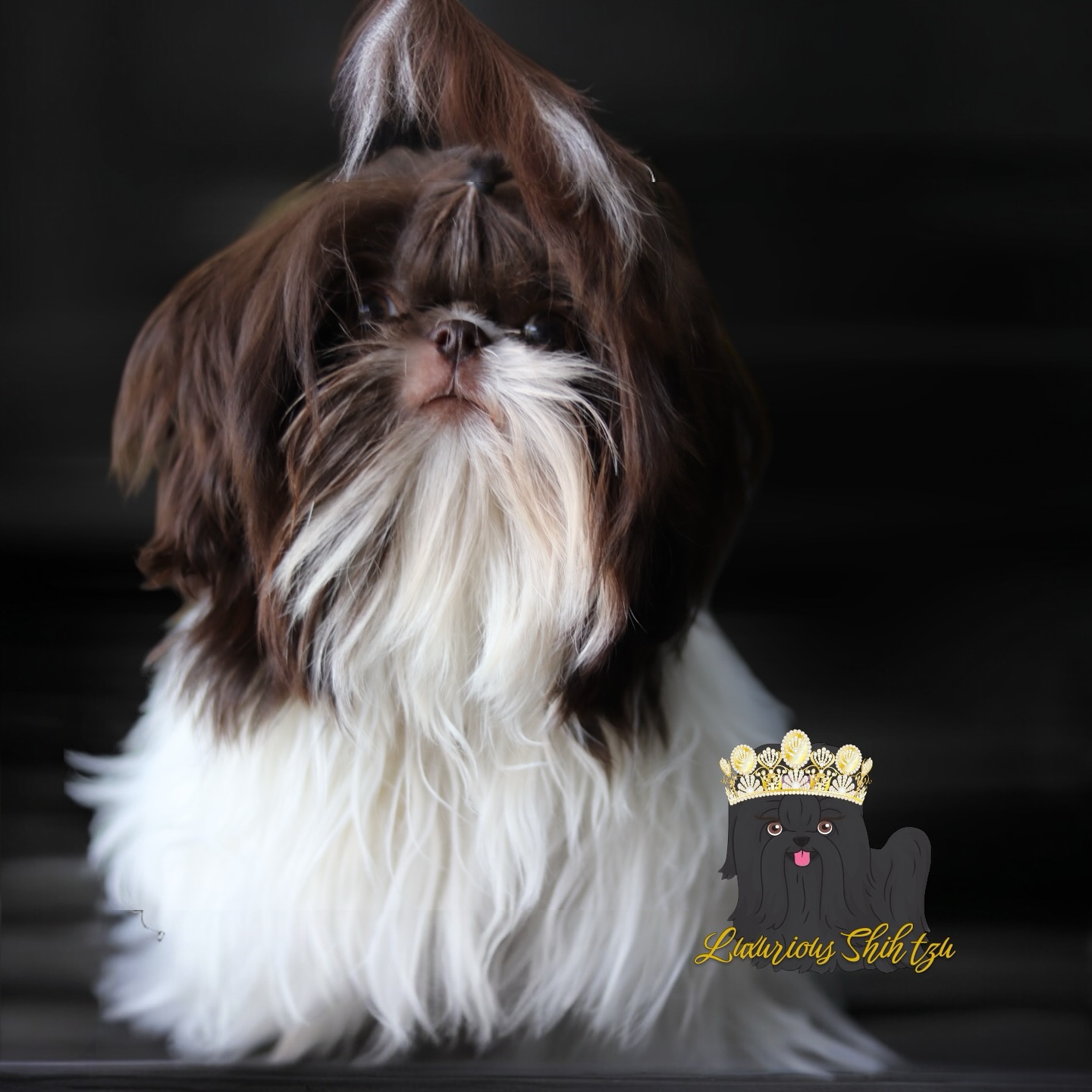 Our darling Blossom is blooming into pure elegance. A proud daughter of Cielo × Viking, she showcases their exceptional coat quality — sumptuously plush, radiant, and effortlessly beautiful.
*not available, staying here 😍
Don’t miss out on the opportunity to welcome one of these lovable companions into your life! Contact us today to inquire about our available puppies or to reserve your newest family member. 🏡❤️🐾
www.luxuriousshihtzu.com
✈️ Shipping available
📍Los Angeles, CA
