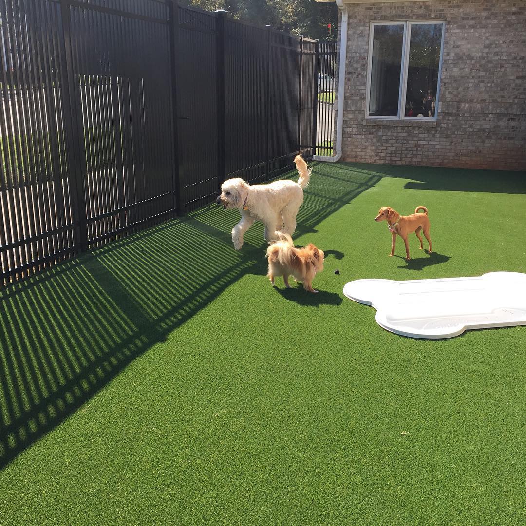 Happy paws, happy play! 🐾☀️ The Ultimate K9 Turf at Lakewood Veterinary Hospital provides a safe, clean, and low-maintenance space for dogs to run and relax. No mud, no mess—just fun! 🌿🐶
Ultimateturf.com
Info@Ultimateturf.com
#LakewoodVet #ultimateturf #PetFriendlyTurf #petturf #veternarianhospital