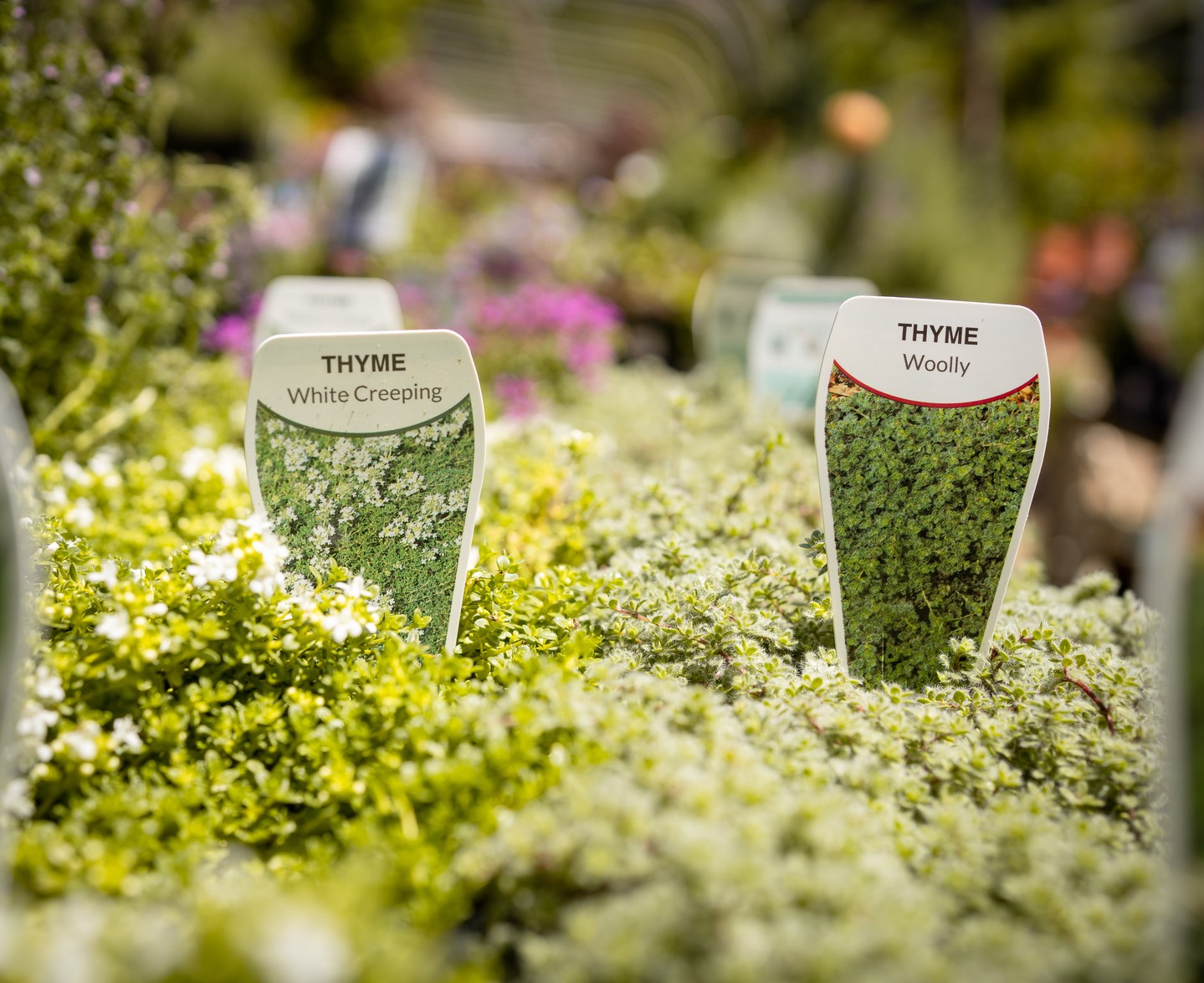 Thyme adds texture, scent, and resilience to garden borders and paths, thriving where other groundcovers struggle.
Varieties like White Creeping and Woolly Thyme form dense, fragrant mats that handle dry conditions and light foot traffic beautifully, with the bonus of attracting bees through summer.
.
.
.
.
.
.
.
#macedonnursery #macedongardensupplies #macedonranges #macedonrangesgardens #thyme #herbgarden #groundcoverplants #macedonrangesnaturallycool #gardeningvictoria #beefriendlyplants #australiangardens #drytolerantplants #localgardencentre #gardeninspiration